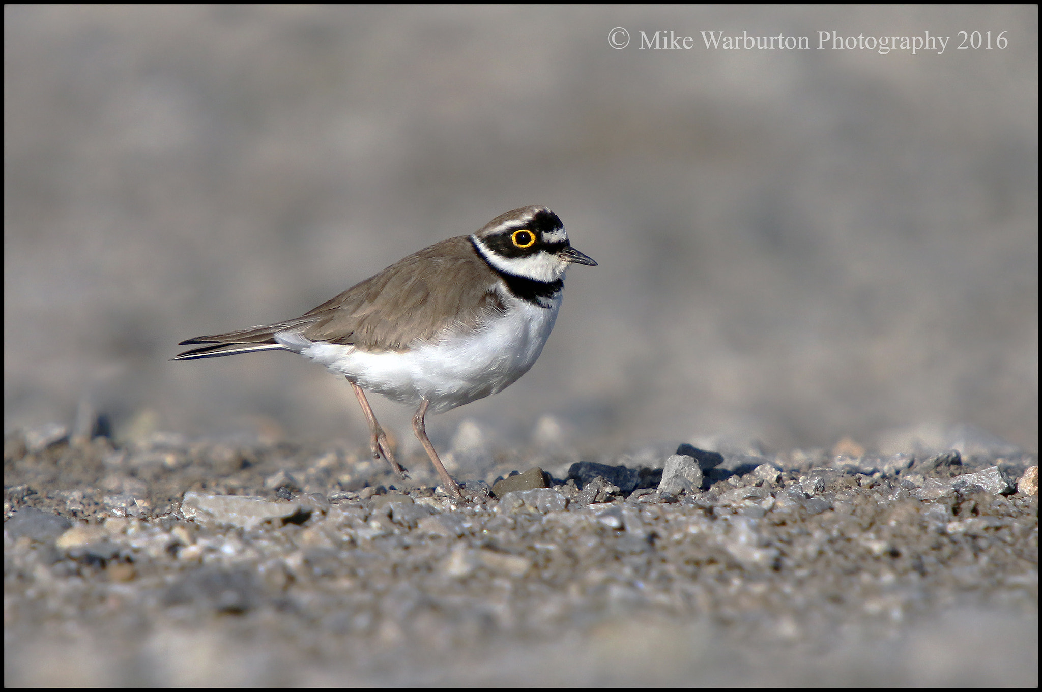 Canon EOS 70D + Sigma 50-500mm f/4-6.3 APO HSM EX sample photo. Little ringed plover photography