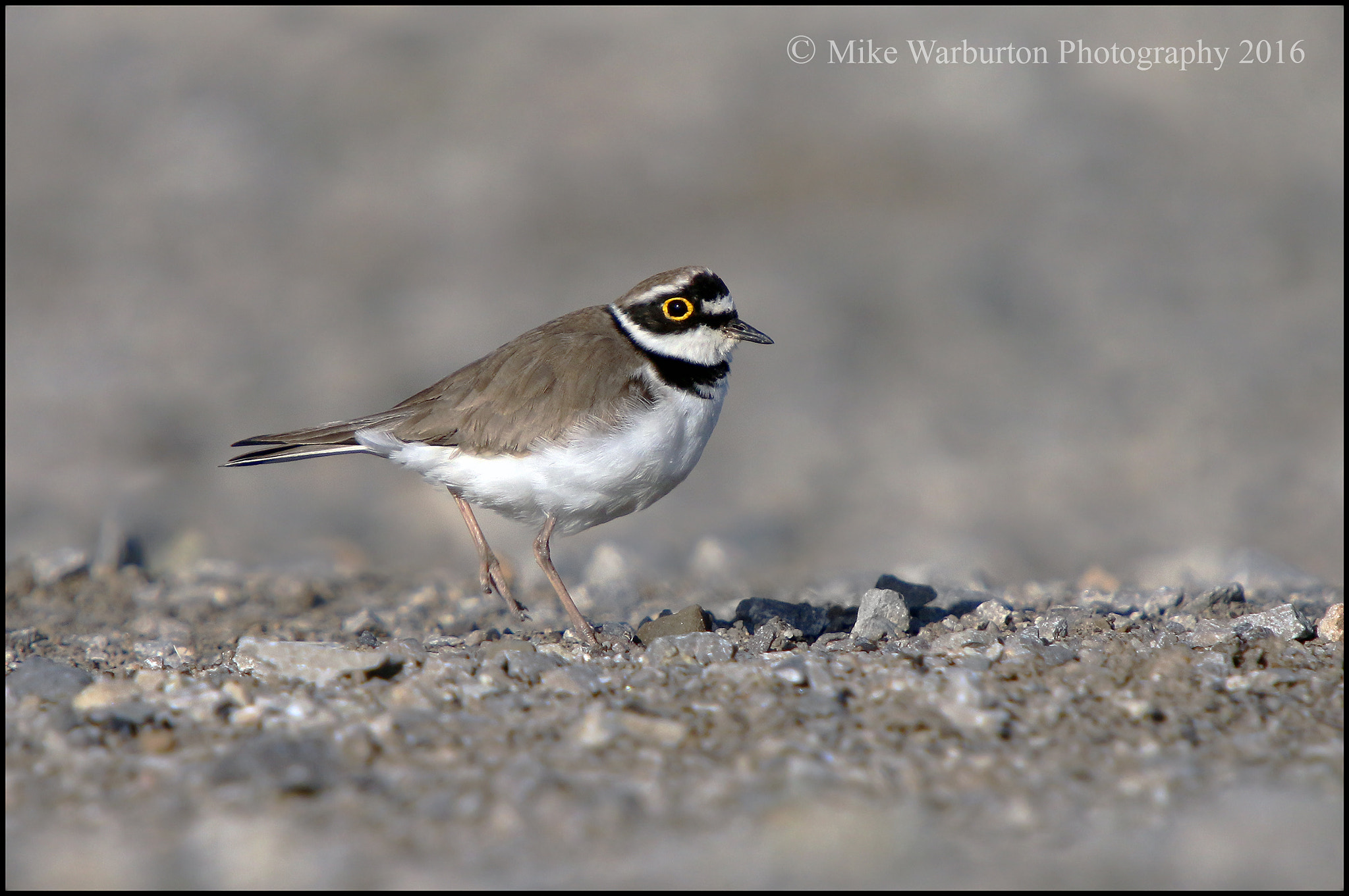Sigma 50-500mm f/4-6.3 APO HSM EX sample photo. Little ringed plover photography