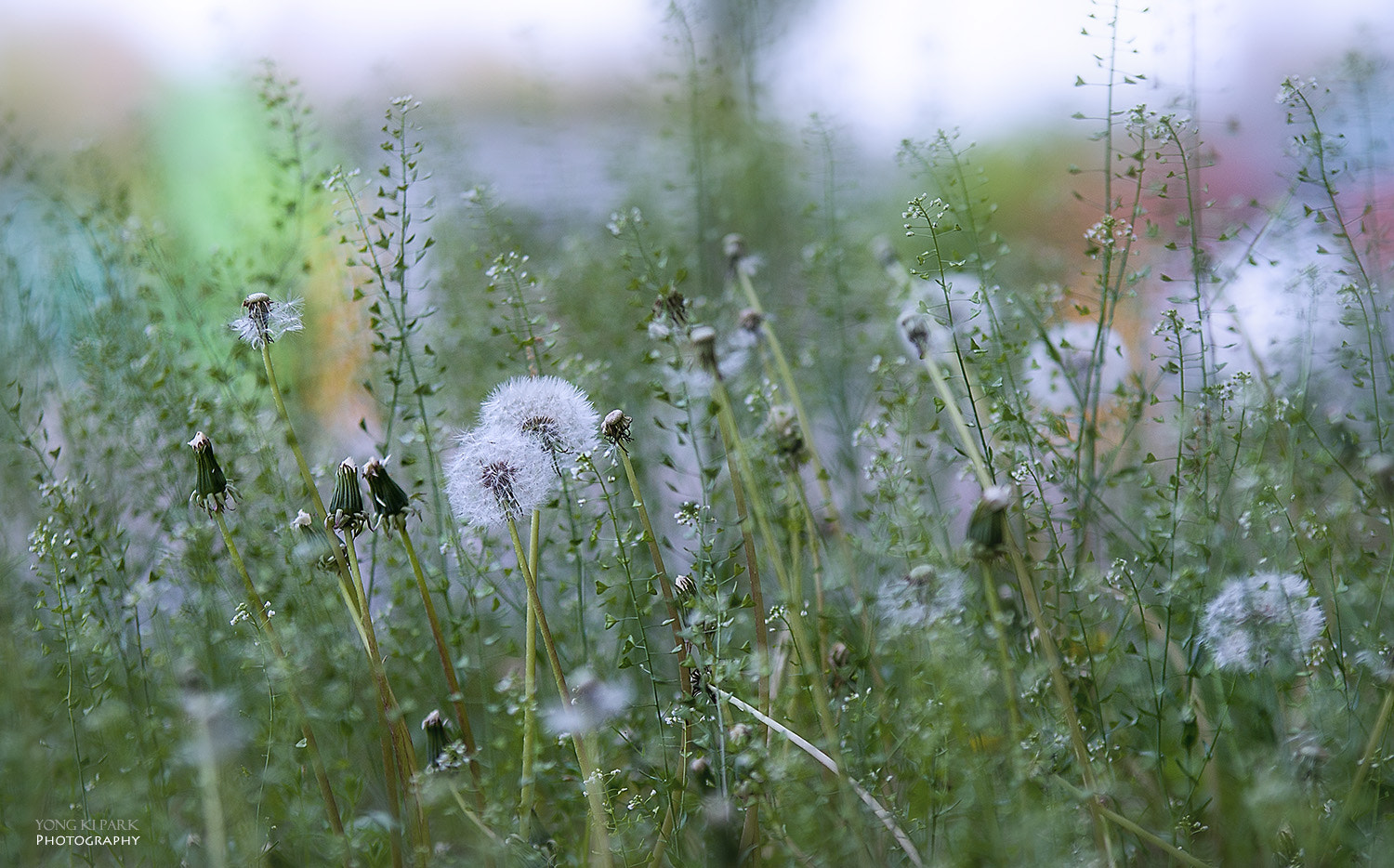 Pentax K-3 sample photo. At the grassland of april photography