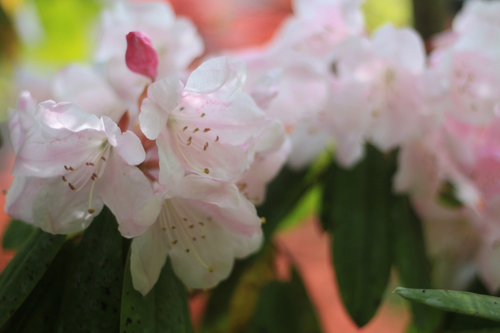 Canon EOS M + Canon EF 50mm F1.8 STM sample photo