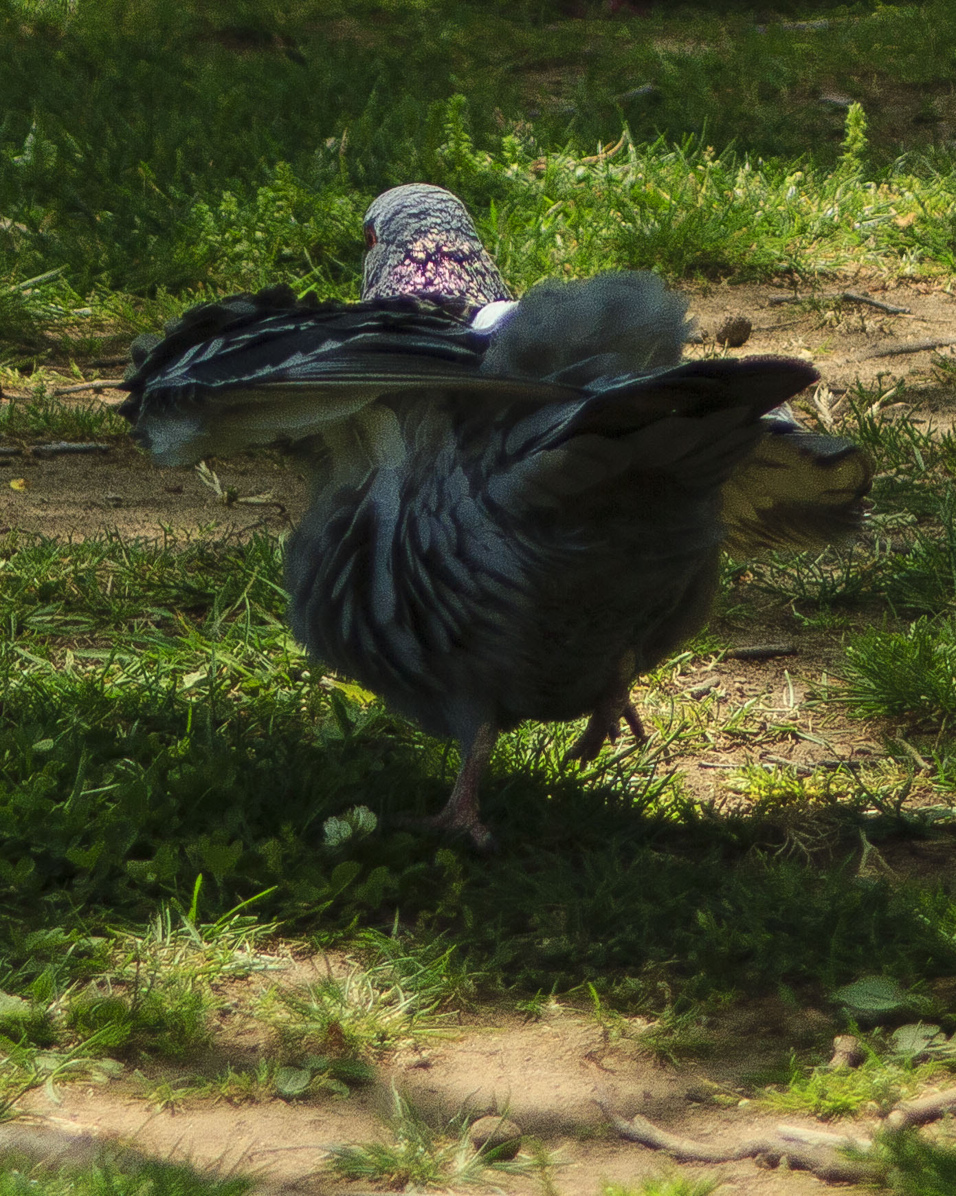 Canon EF 35-80mm f/4-5.6 sample photo. Dancing pigeon photography