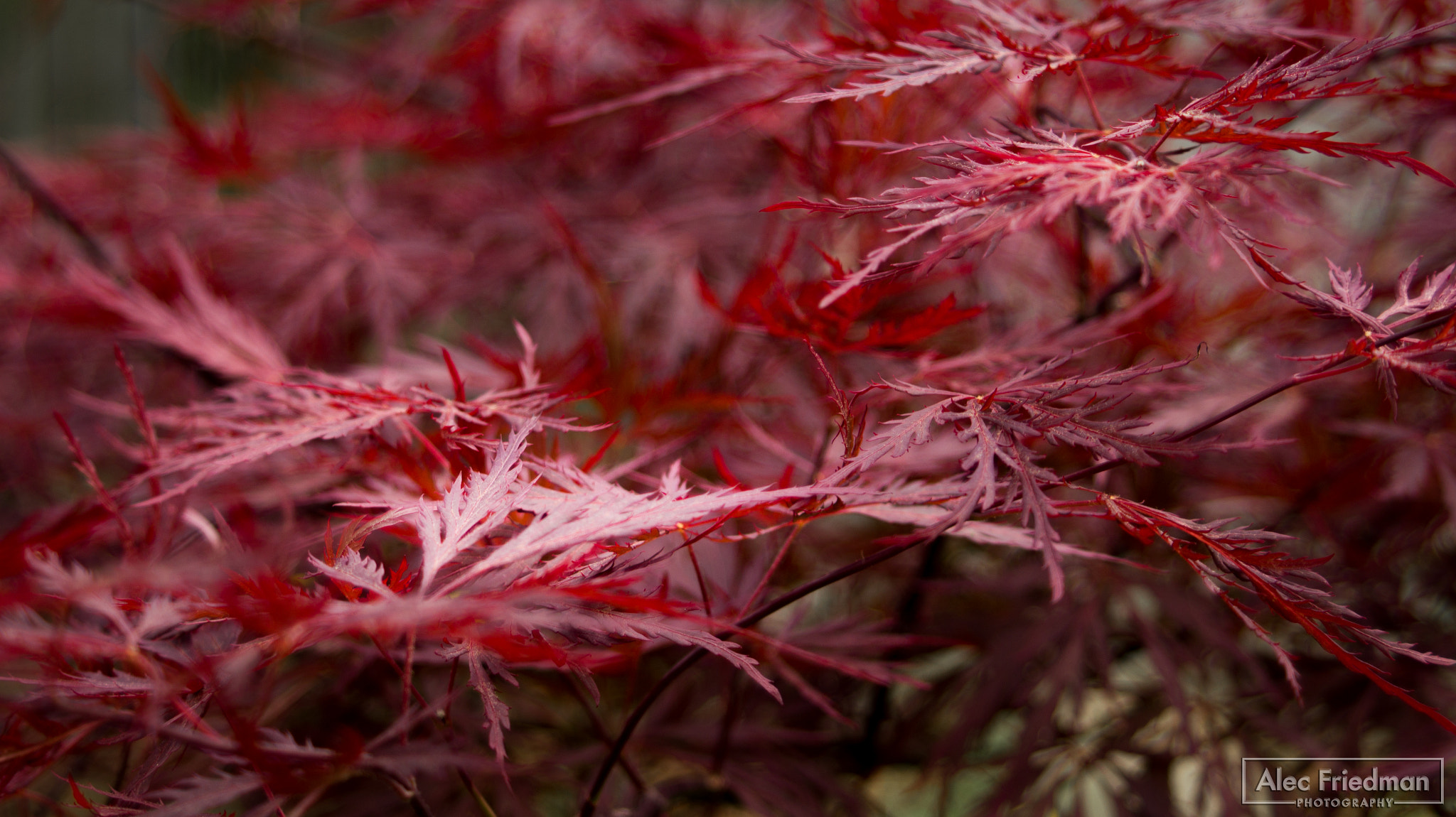 Minolta AF 35-80mm F4-5.6 sample photo. Red photography