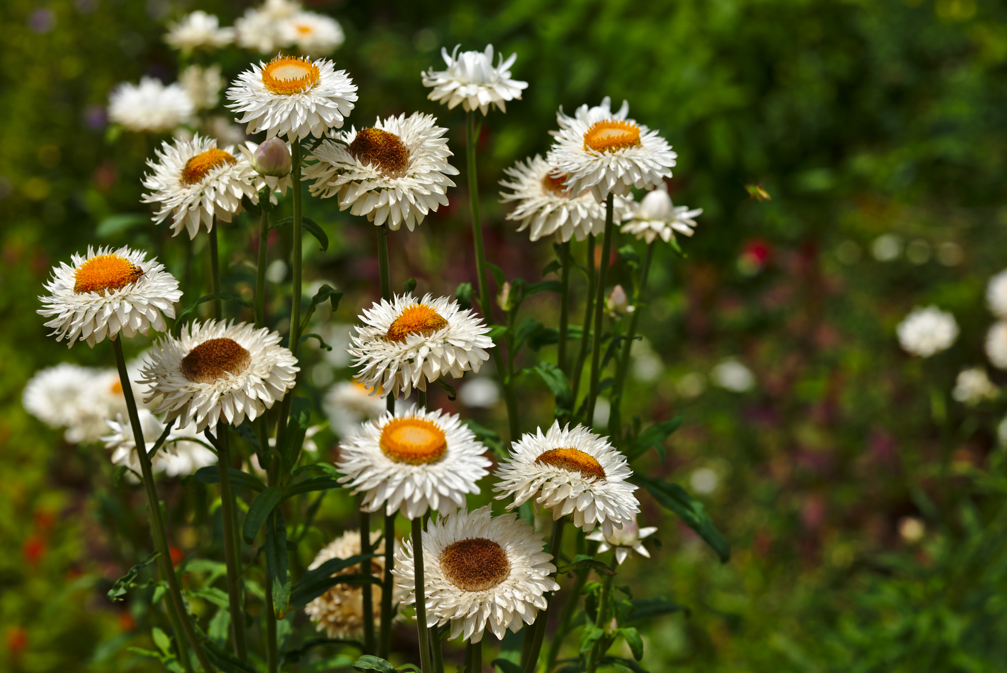 ZEISS Otus 85mm F1.4 sample photo. Daisies photography