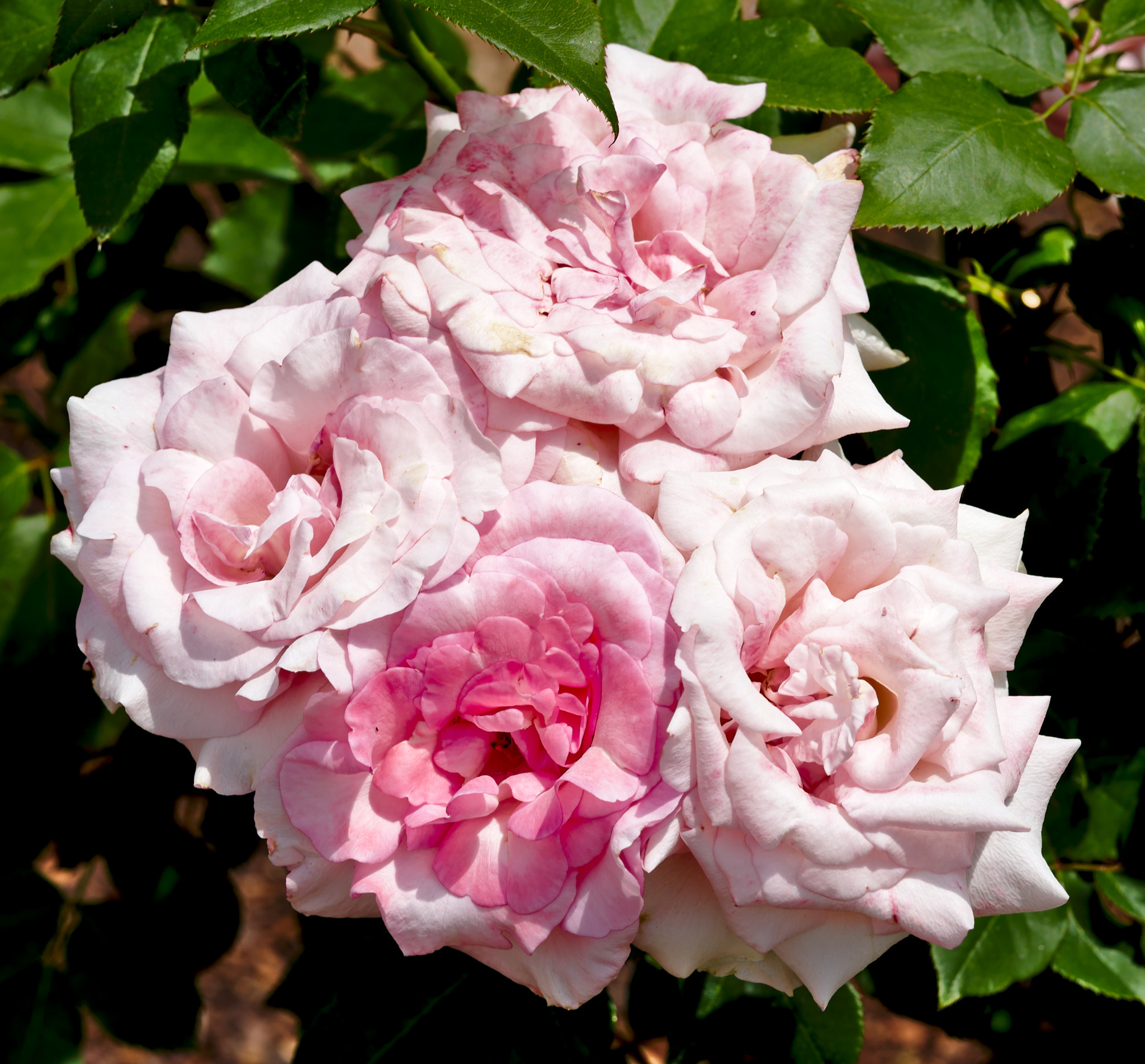 ZEISS Otus 85mm F1.4 sample photo. A hybrid rose called "eiffel tower" photography