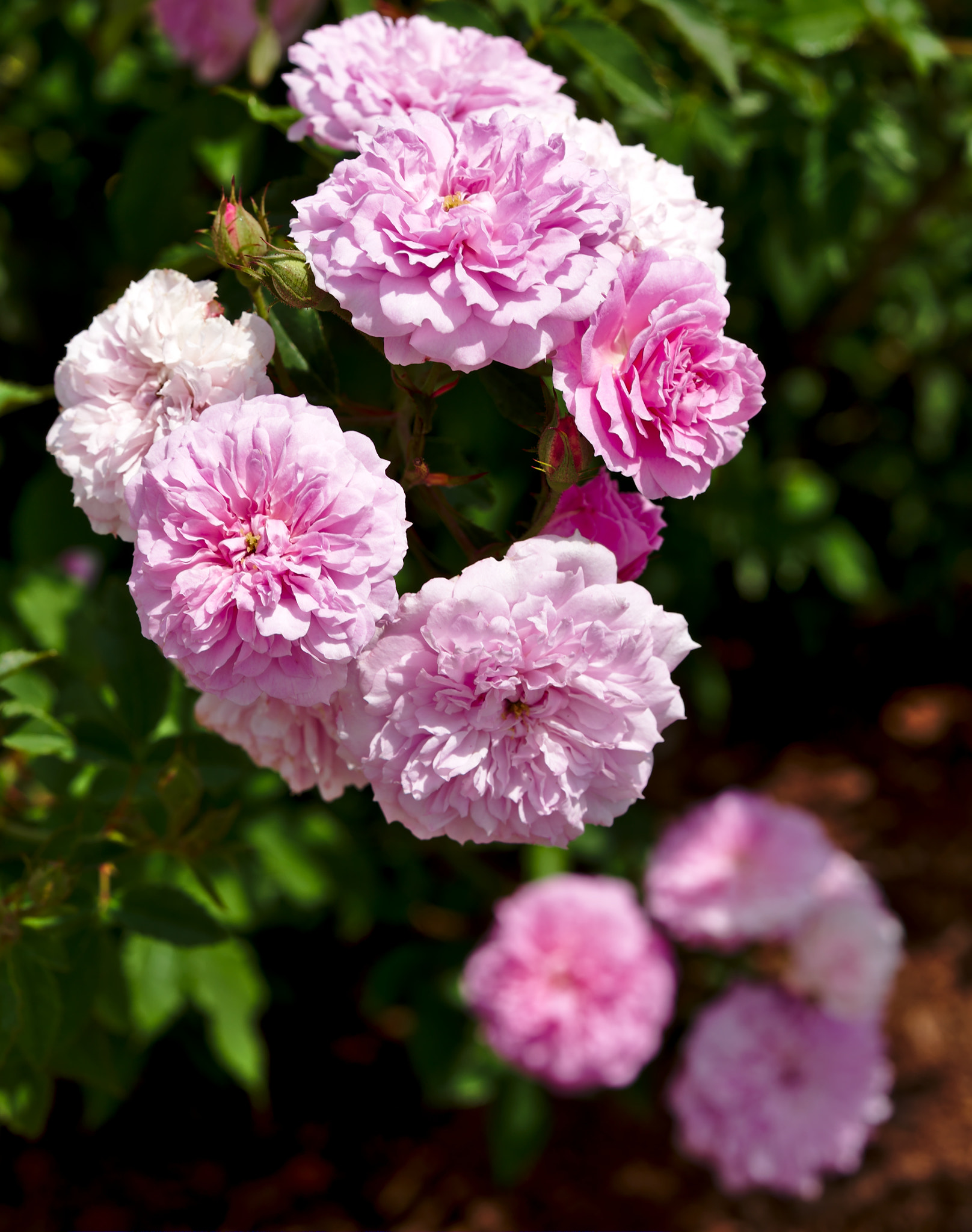 ZEISS Otus 85mm F1.4 sample photo. A hybrids rose called "pink pet" photography