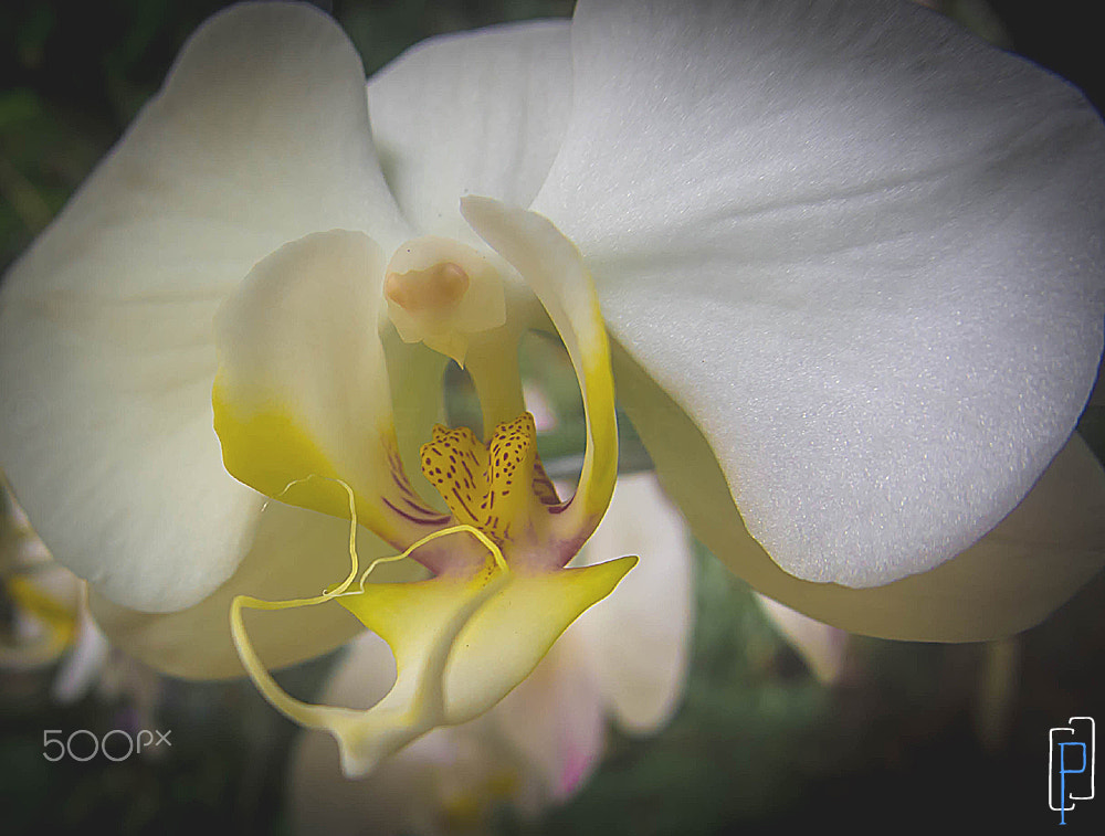 OLYMPUS 8mm Lens sample photo. Orchid photography