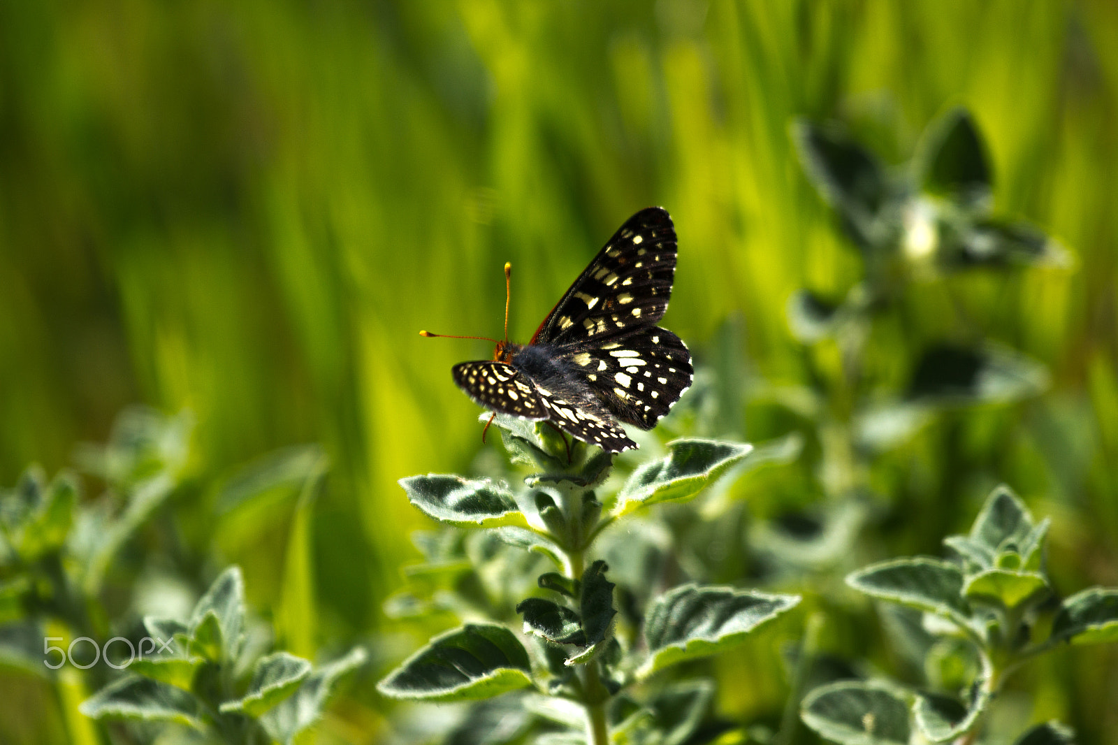 Canon EF 100-400mm F4.5-5.6L IS USM sample photo. 20160418-img_5980.jpg photography