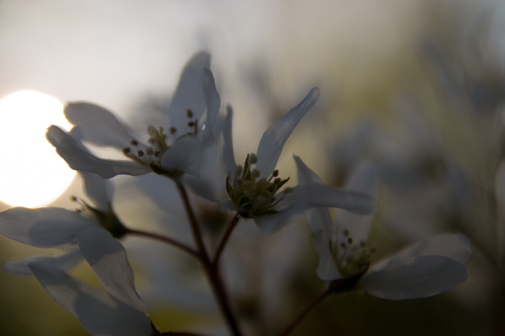 Sigma 17-70mm F2.8-4 DC Macro OS HSM sample photo. The morning sun photography