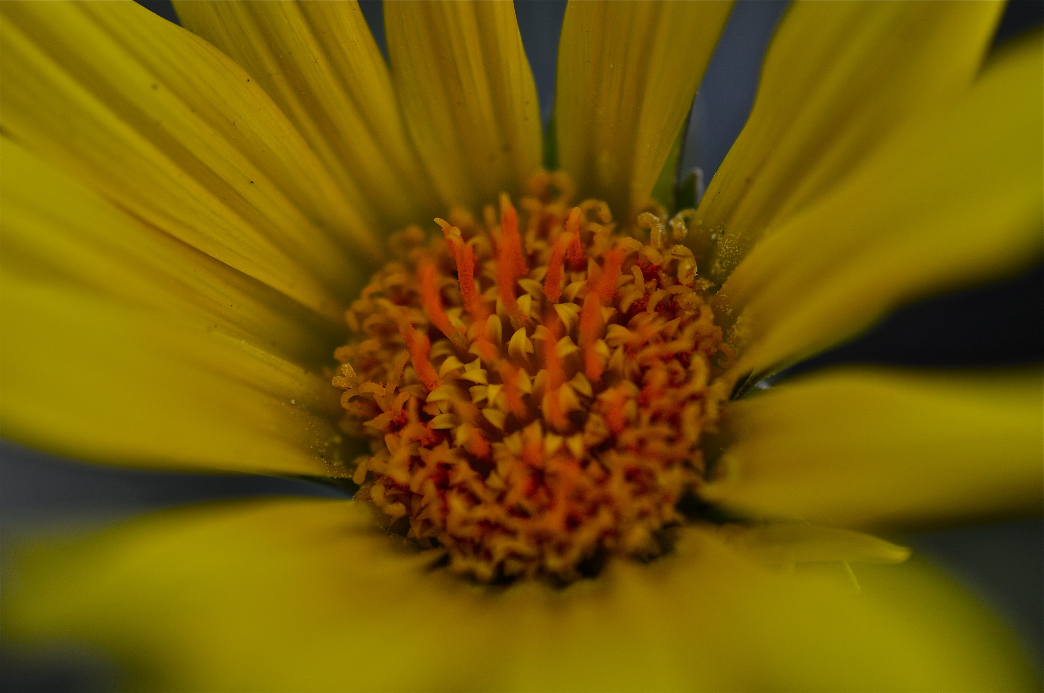 Nikon D90 + Nikon AF Micro-Nikkor 60mm F2.8D sample photo. _dsc0037_2.jpg photography