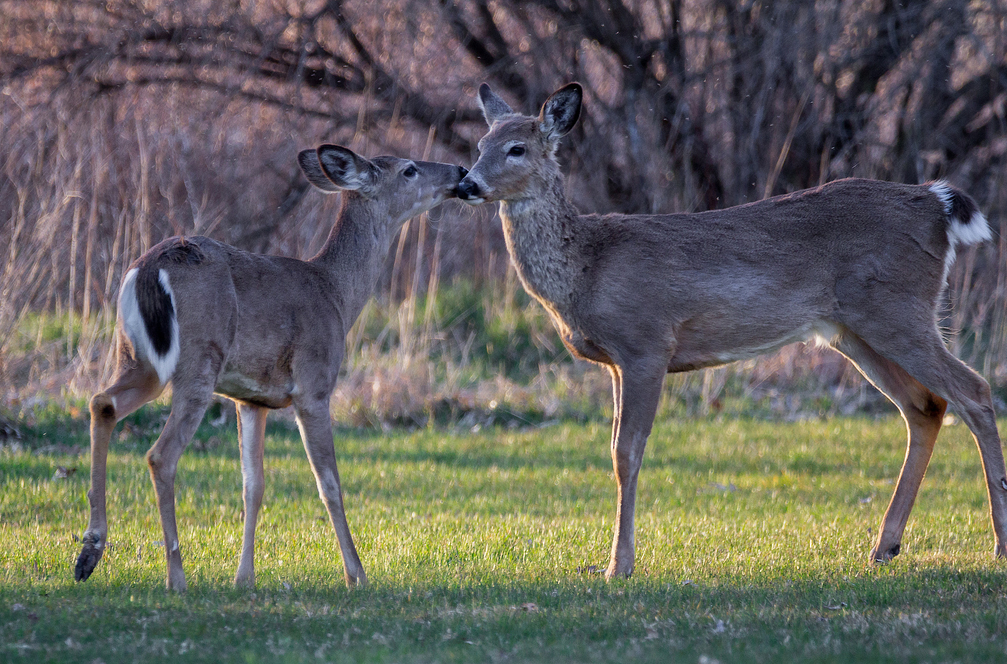 Sigma 150-600mm F5-6.3 DG OS HSM | C sample photo. A touch of love photography