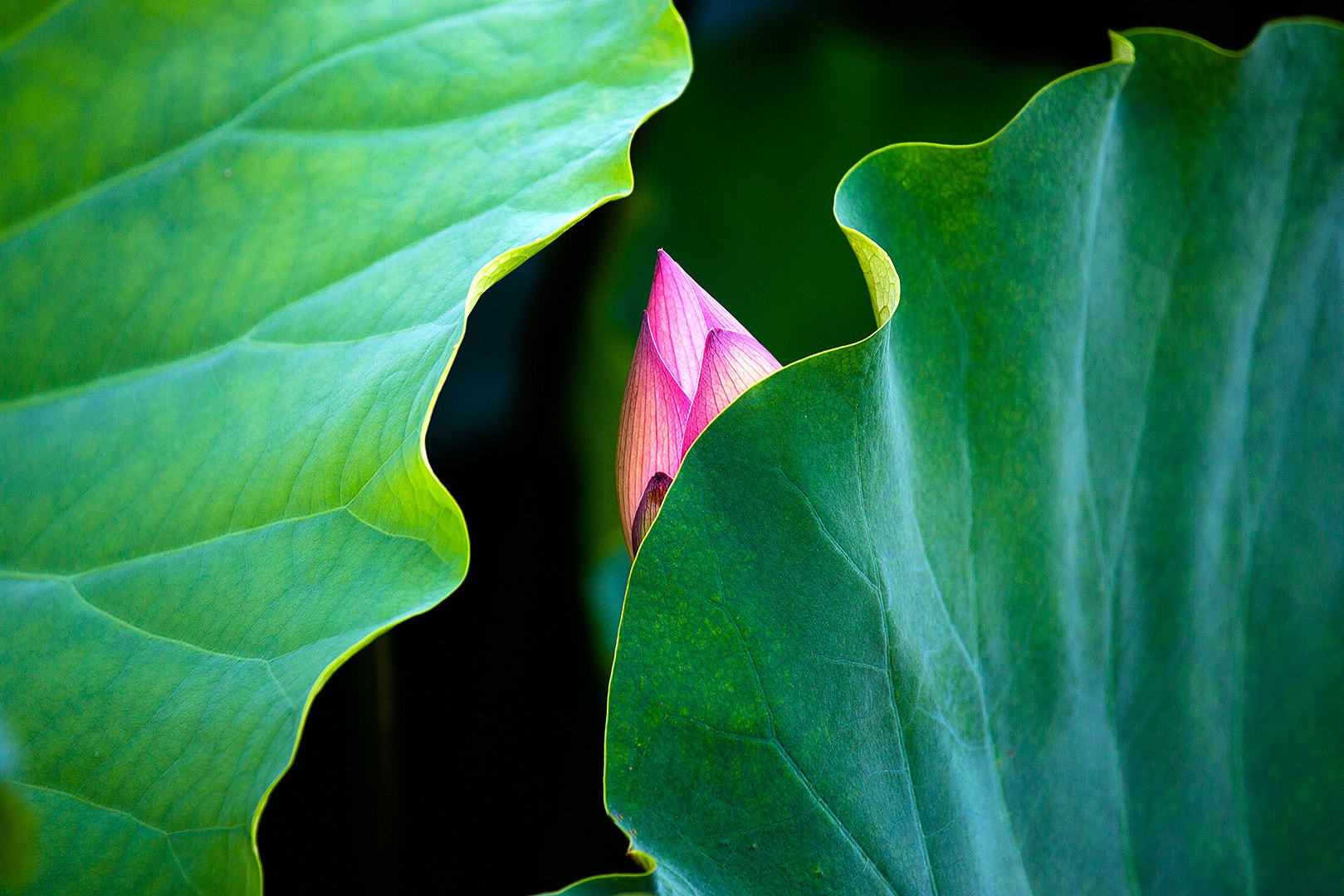 Canon EF 100-400mm F4.5-5.6L IS USM sample photo. Lotus photography