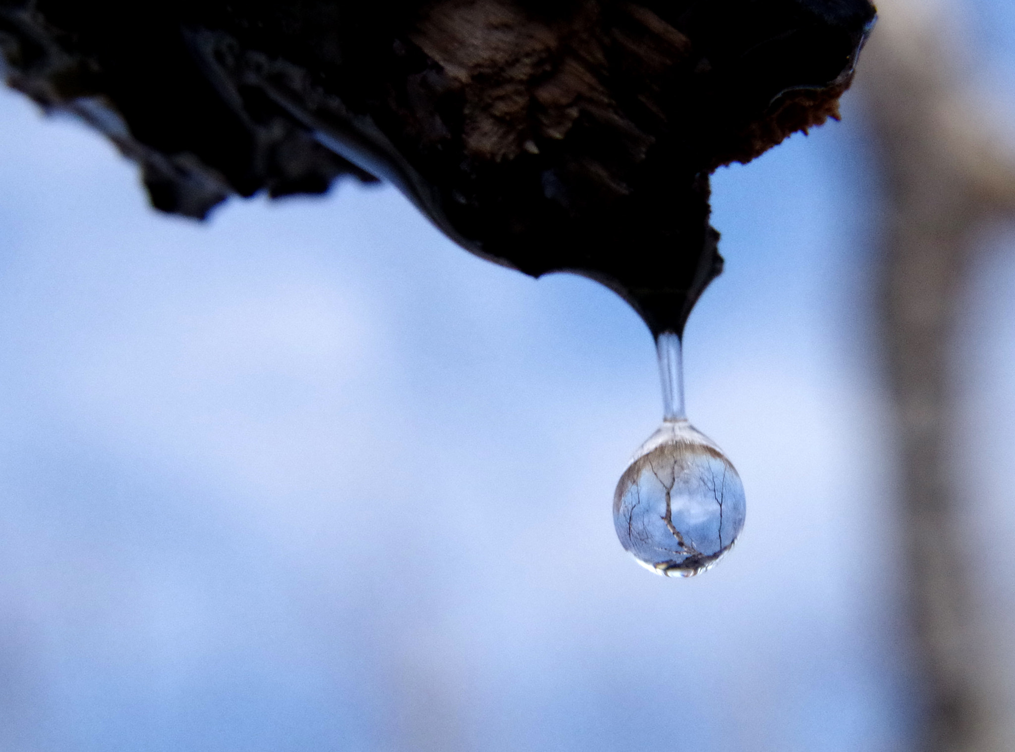 Pentax K-50 + Sigma 17-70mm F2.8-4.5 DC Macro sample photo. Drop of birch sap photography