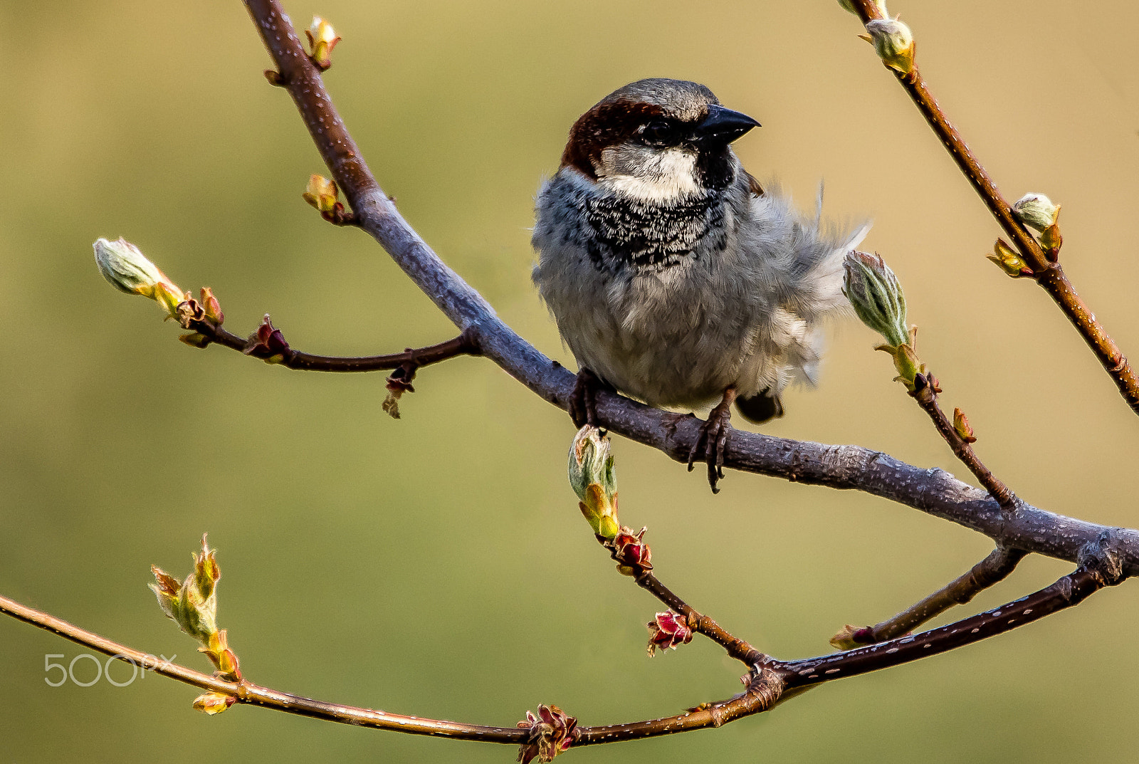 Sigma 150-600mm F5-6.3 DG OS HSM | C sample photo. Posing in the afternoon sun photography