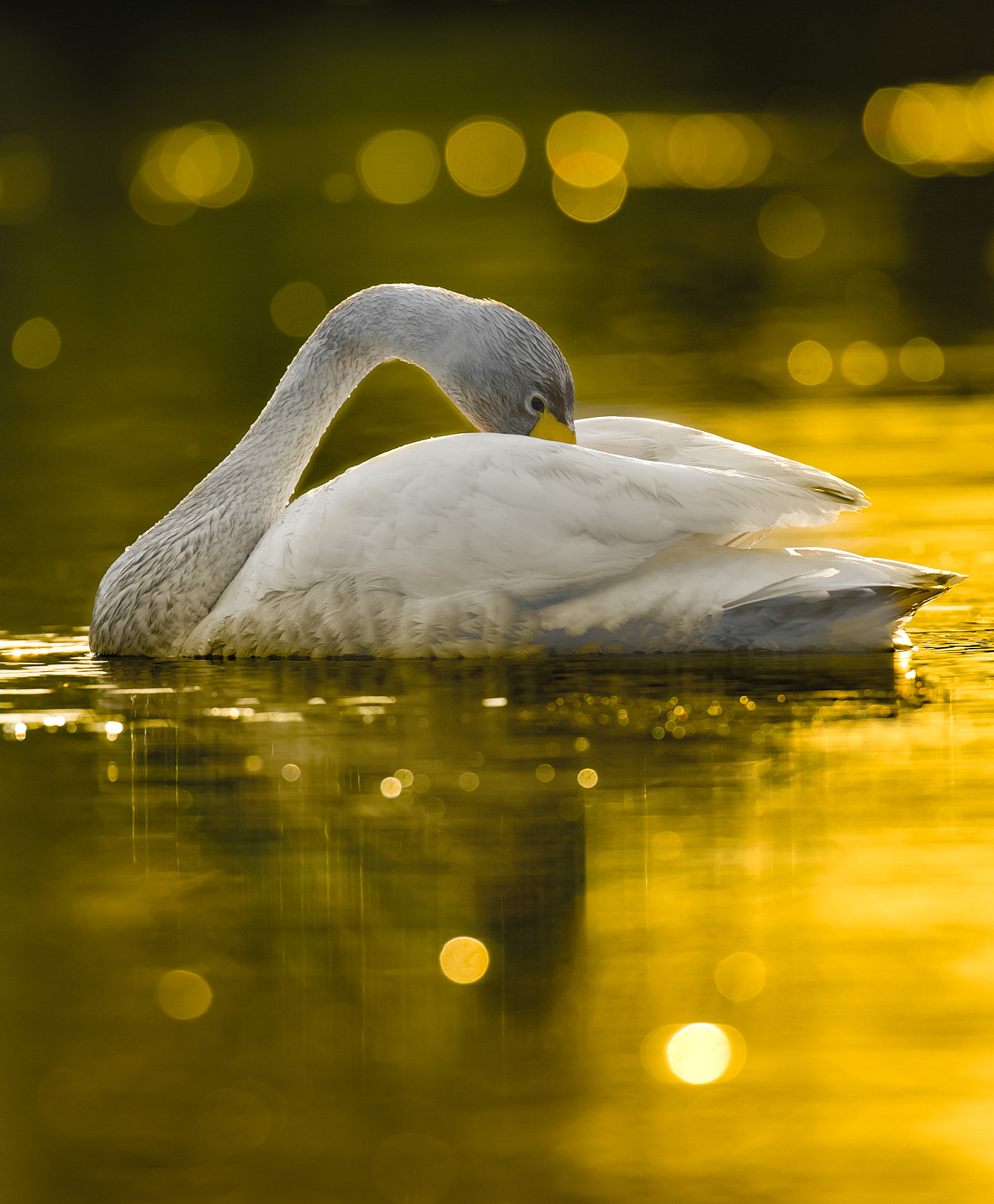 Nikon AF-S Nikkor 600mm F4D ED-IF II sample photo. Swan in golden morning light photography