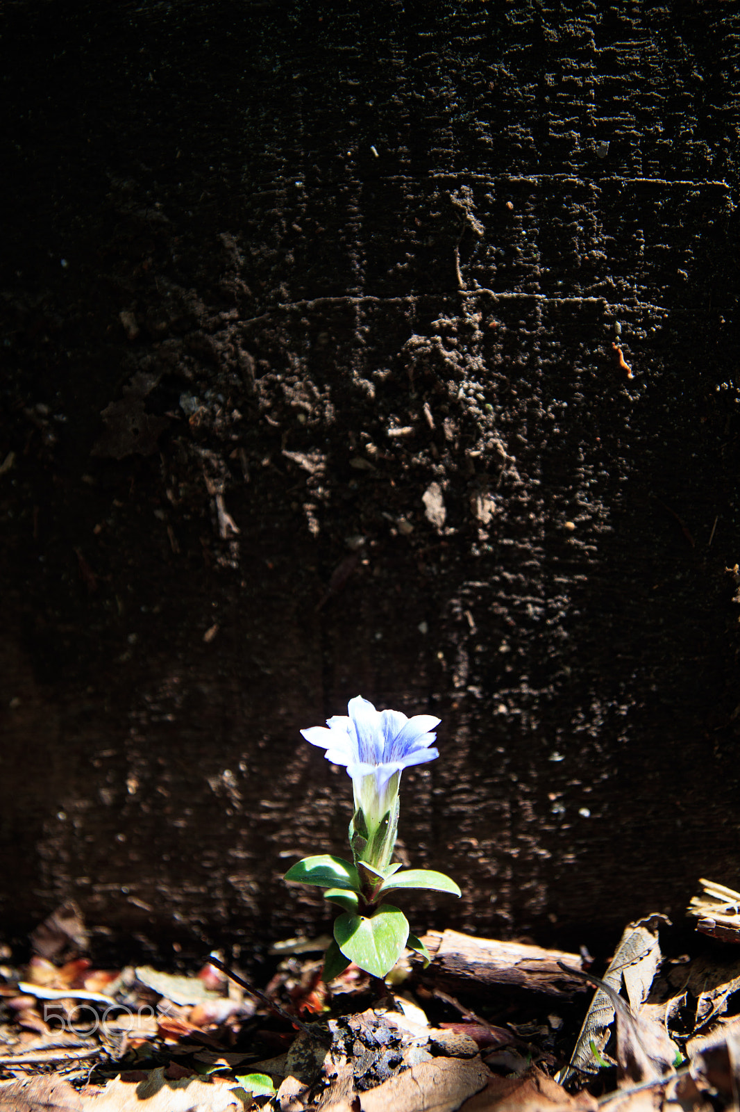 Tamron SP AF 17-50mm F2.8 XR Di II LD Aspherical (IF) sample photo. Lonely flower photography