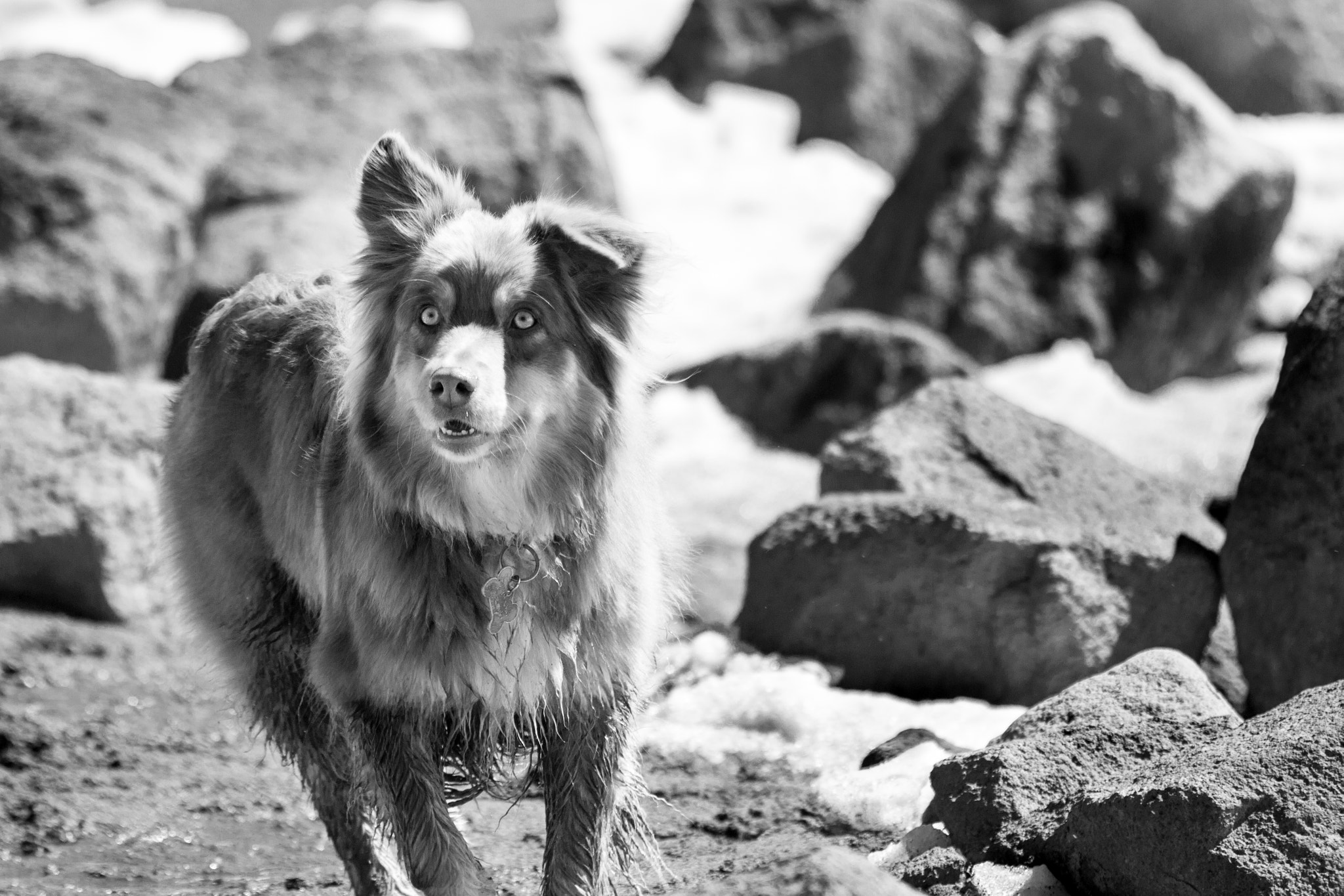 Canon EOS 650D (EOS Rebel T4i / EOS Kiss X6i) sample photo. Woof! photography