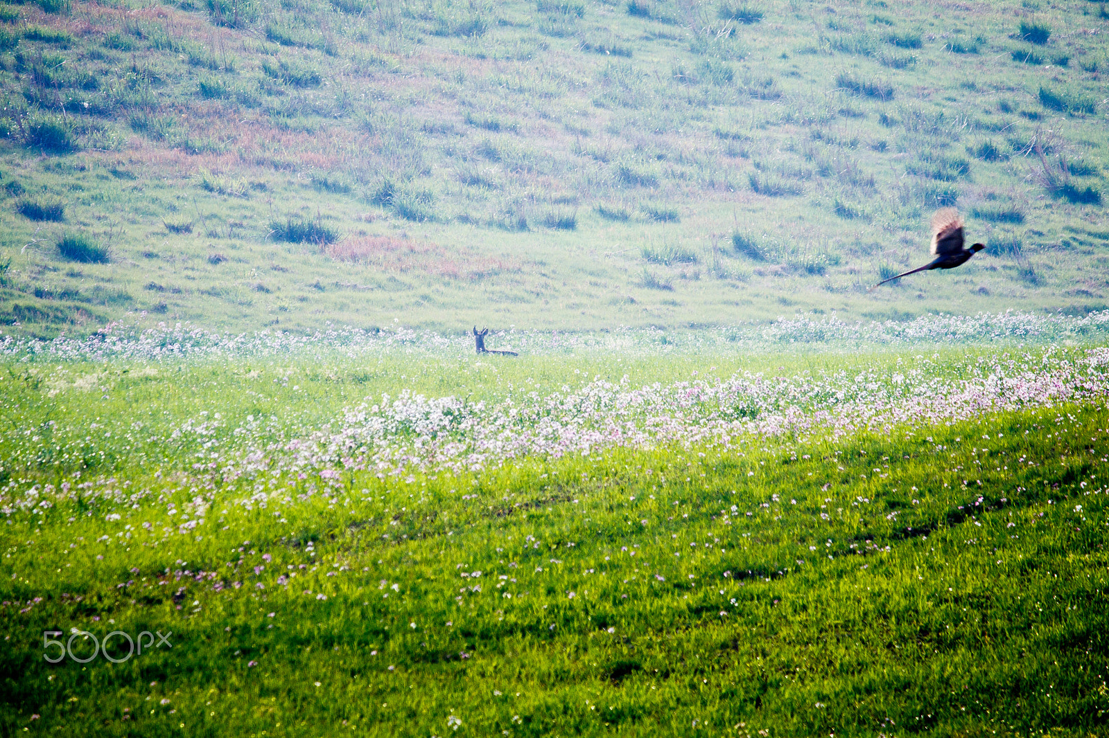 Canon EF-S 55-250mm F4-5.6 IS sample photo. Roe deer meet pheasant photography