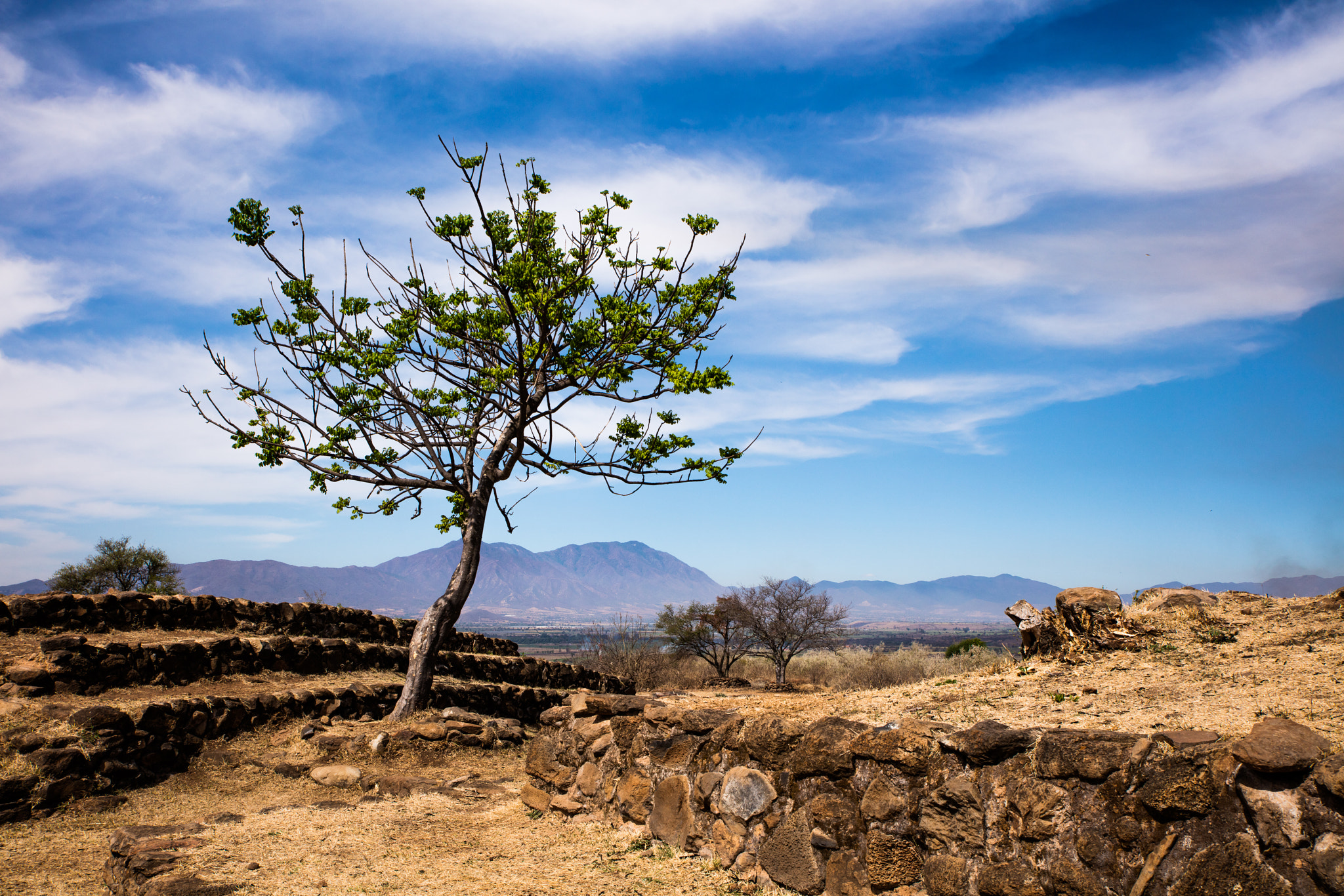 Canon EOS 5DS + Sigma 24-70mm F2.8 EX DG Macro sample photo. Tree at the pyramids photography