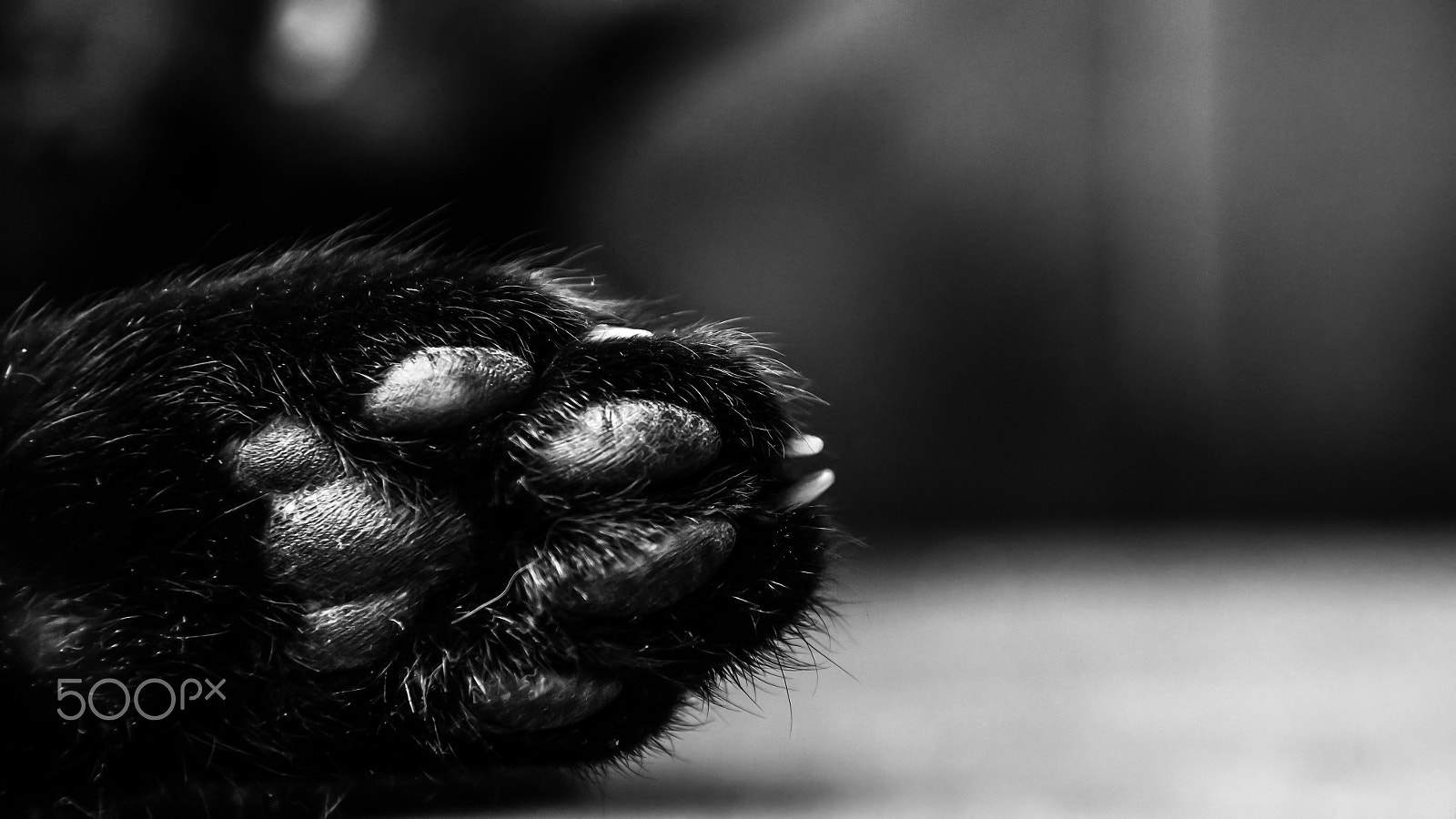 Sigma 18-200mm f/3.5-6.3 DC OS sample photo. Paw photography