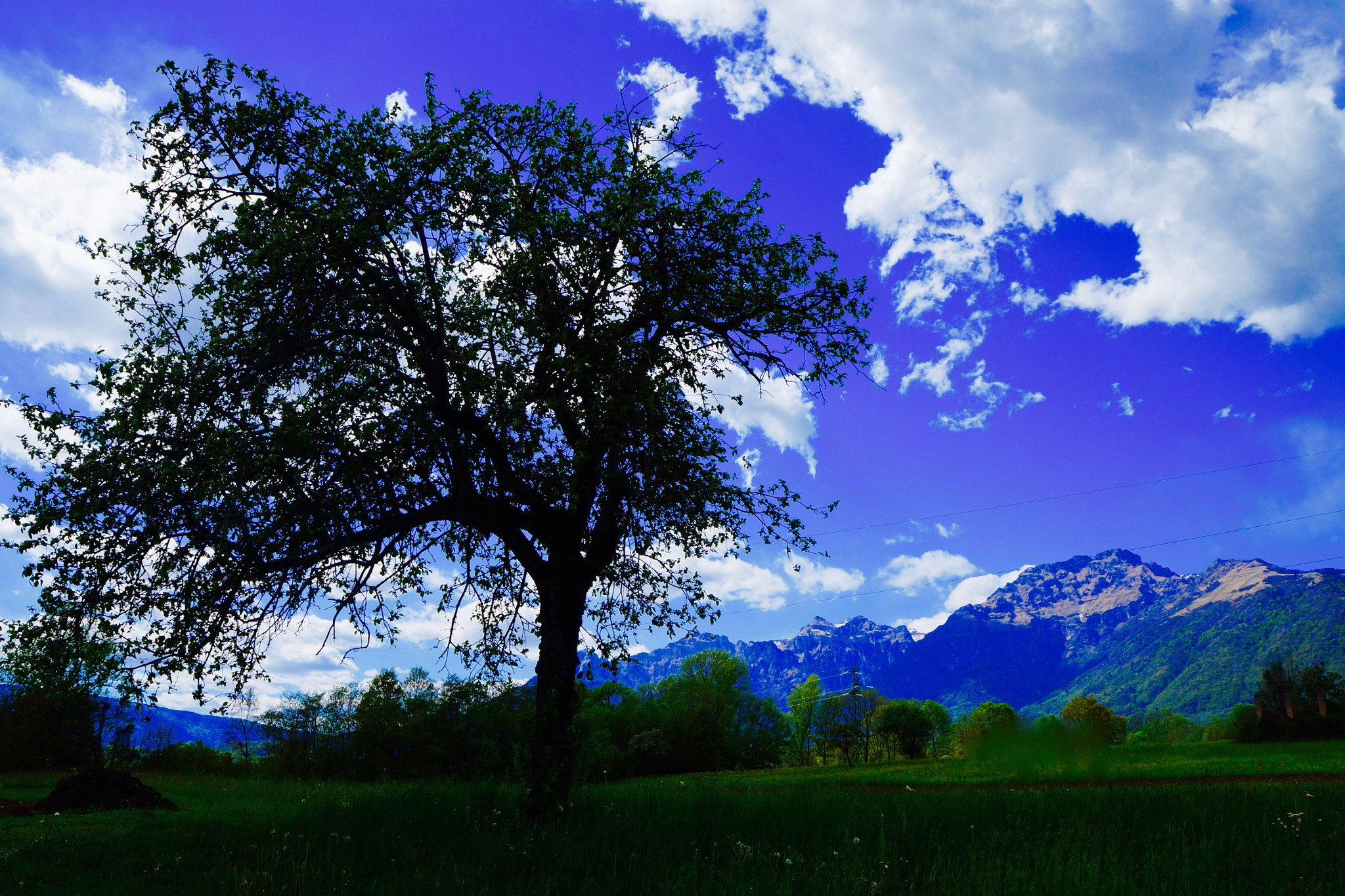 Tamron 18-200mm F3.5-6.3 Di III VC sample photo. #tree photography
