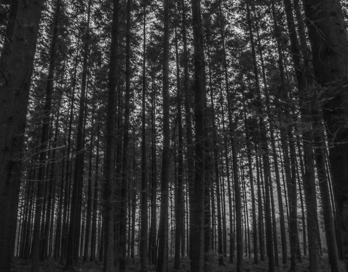Canon EF-S 18-55mm F3.5-5.6 sample photo. Dense forest photography