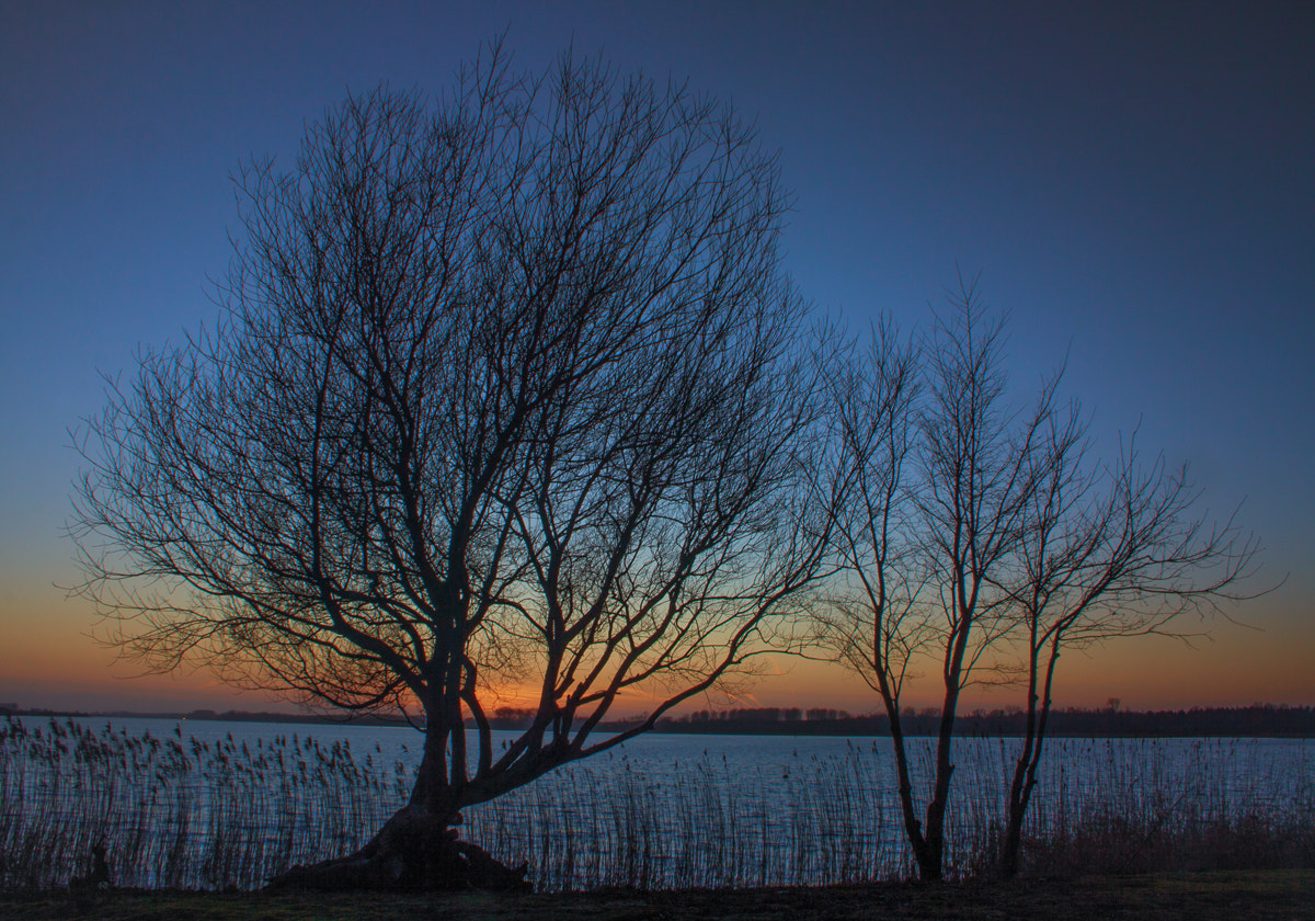 Canon EOS 50D + Canon EF-S 18-55mm F3.5-5.6 sample photo. Sunset trees photography