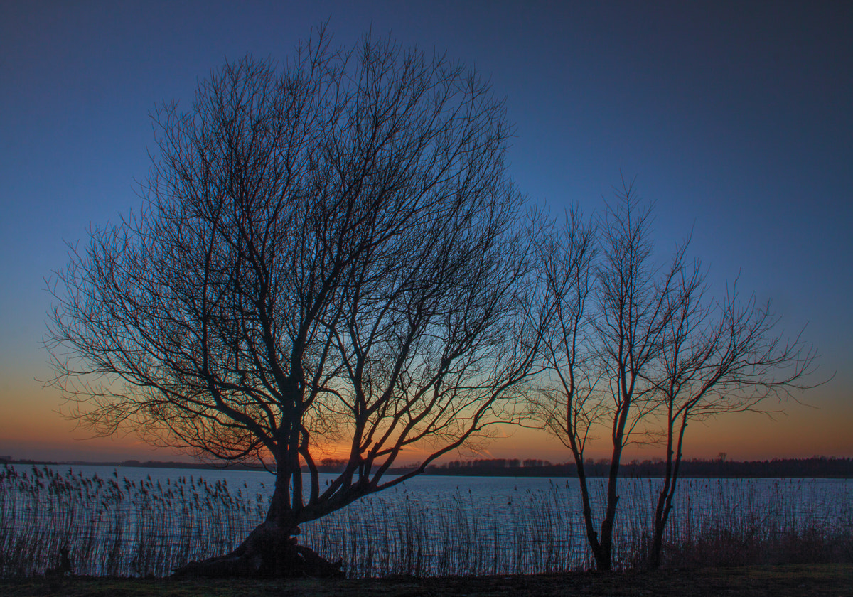 Canon EF-S 18-55mm F3.5-5.6 sample photo. Sunset trees photography