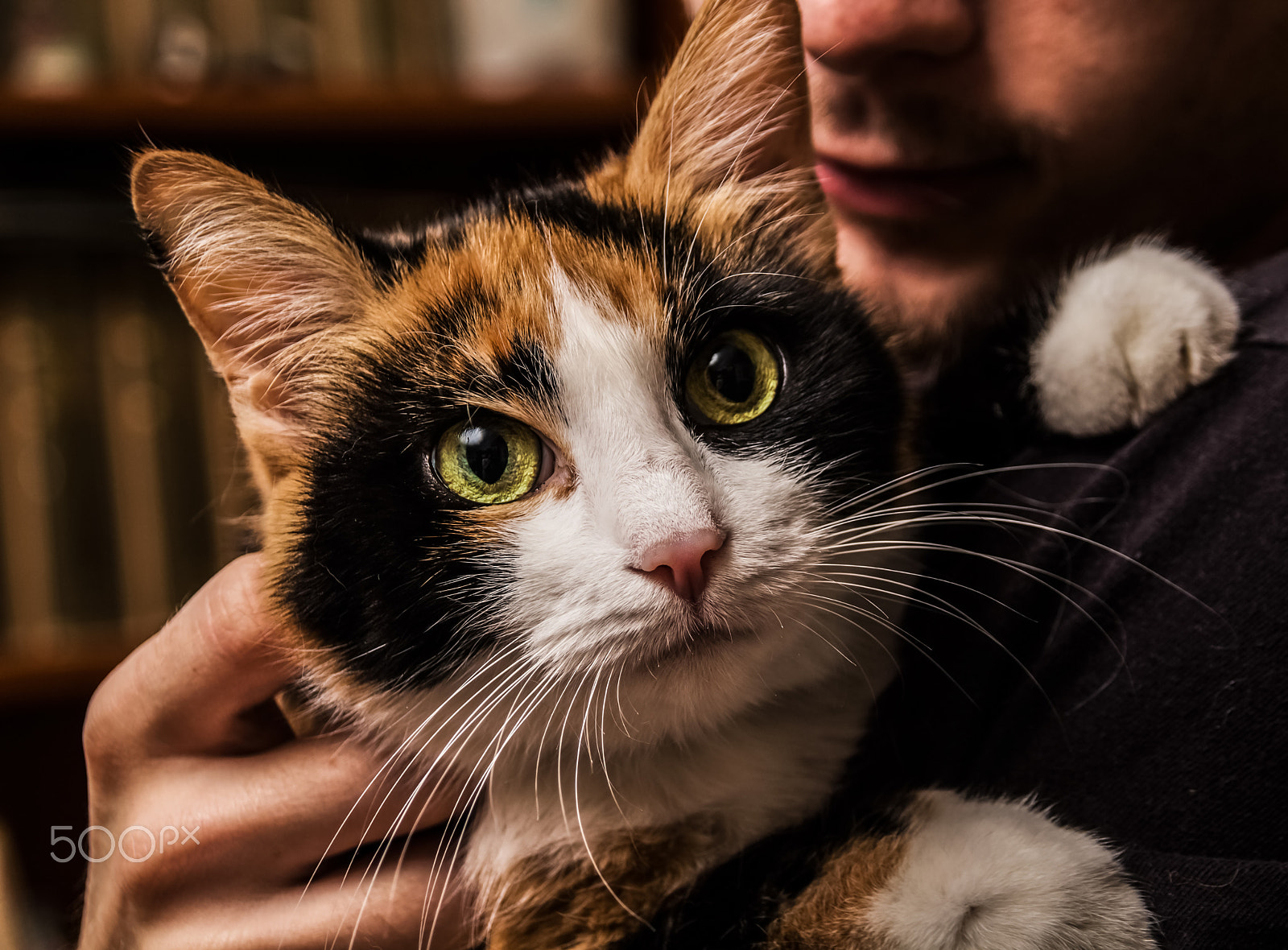 Sigma 18-200mm f/3.5-6.3 DC OS sample photo. Those eyes photography
