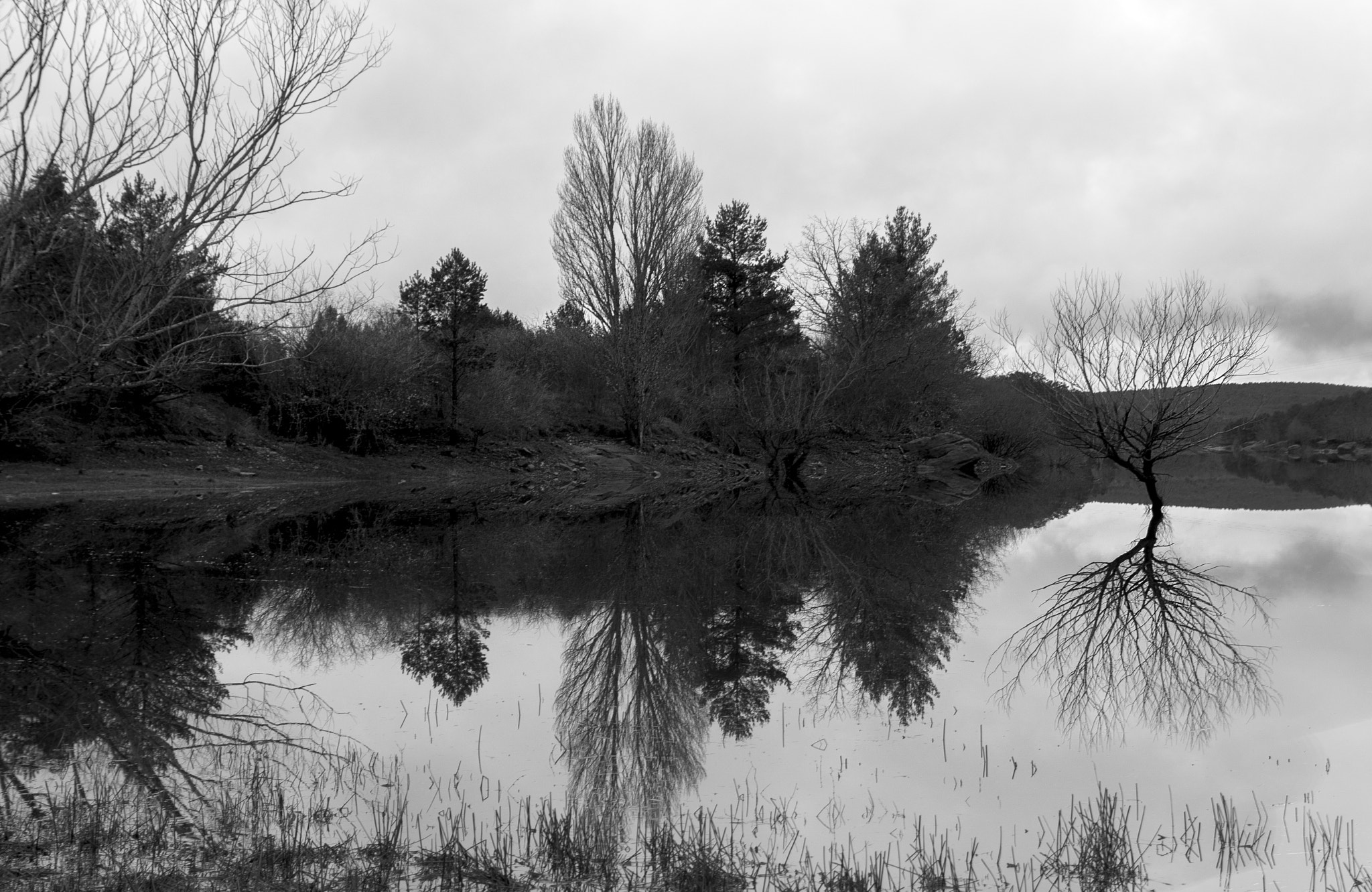 Sigma 18-200mm F3.5-6.3 II DC OS HSM sample photo. El arbol photography