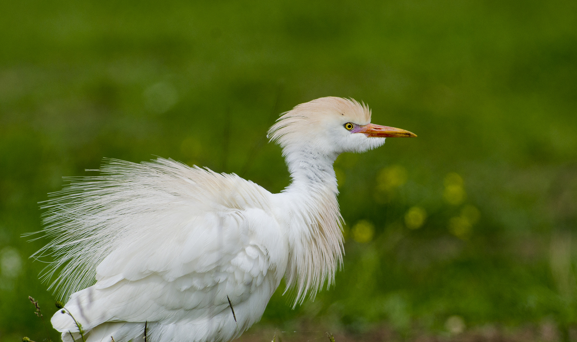 Nikon D7000 + Nikon AF-S Nikkor 300mm F2.8G ED-IF VR sample photo. Cattle egret photography