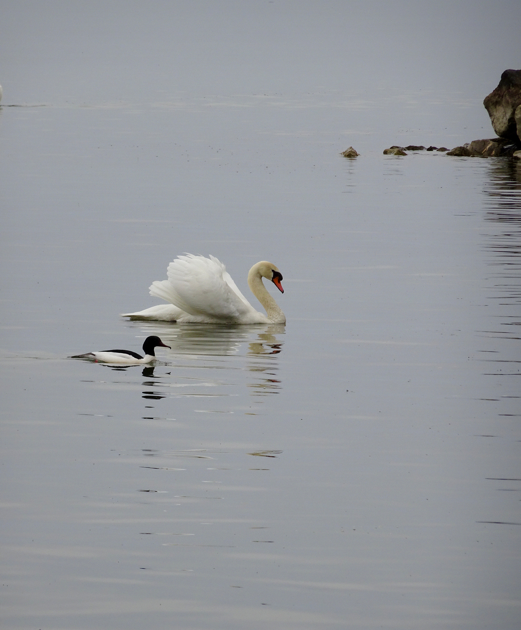 Sony 24-720mm F3.5-6.4 sample photo. Duo photography
