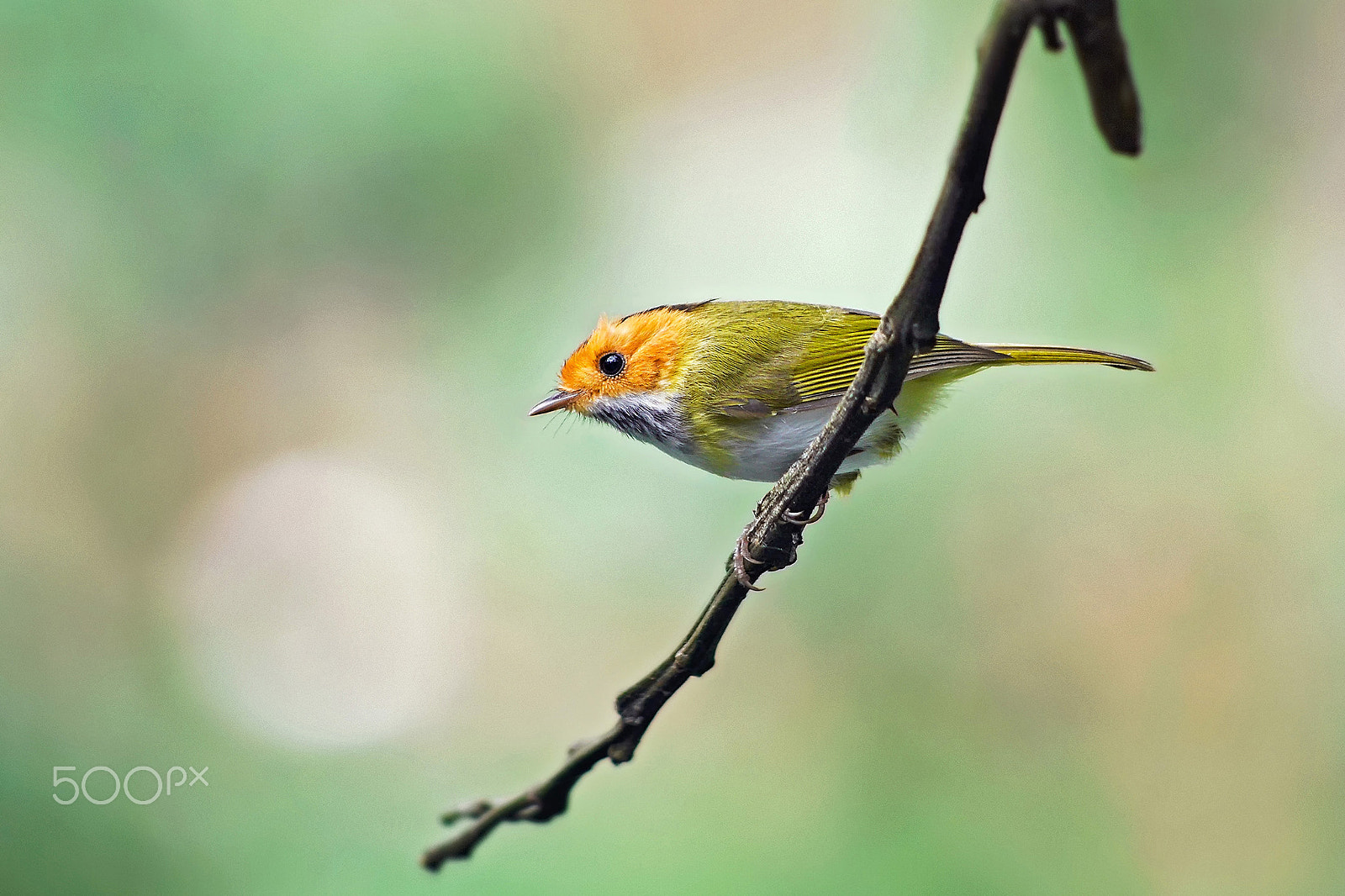smc PENTAX-DA L 55-300mm F4-5.8 ED sample photo. A small bird photography