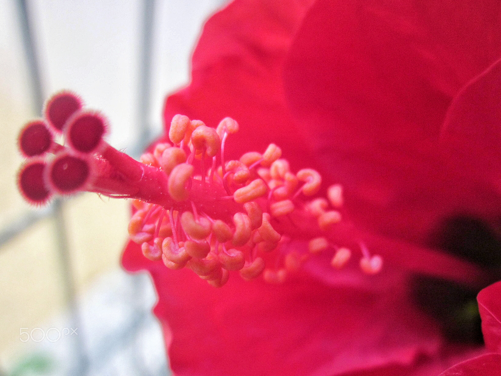 Canon PowerShot A1200 sample photo. Hibiscus red photography