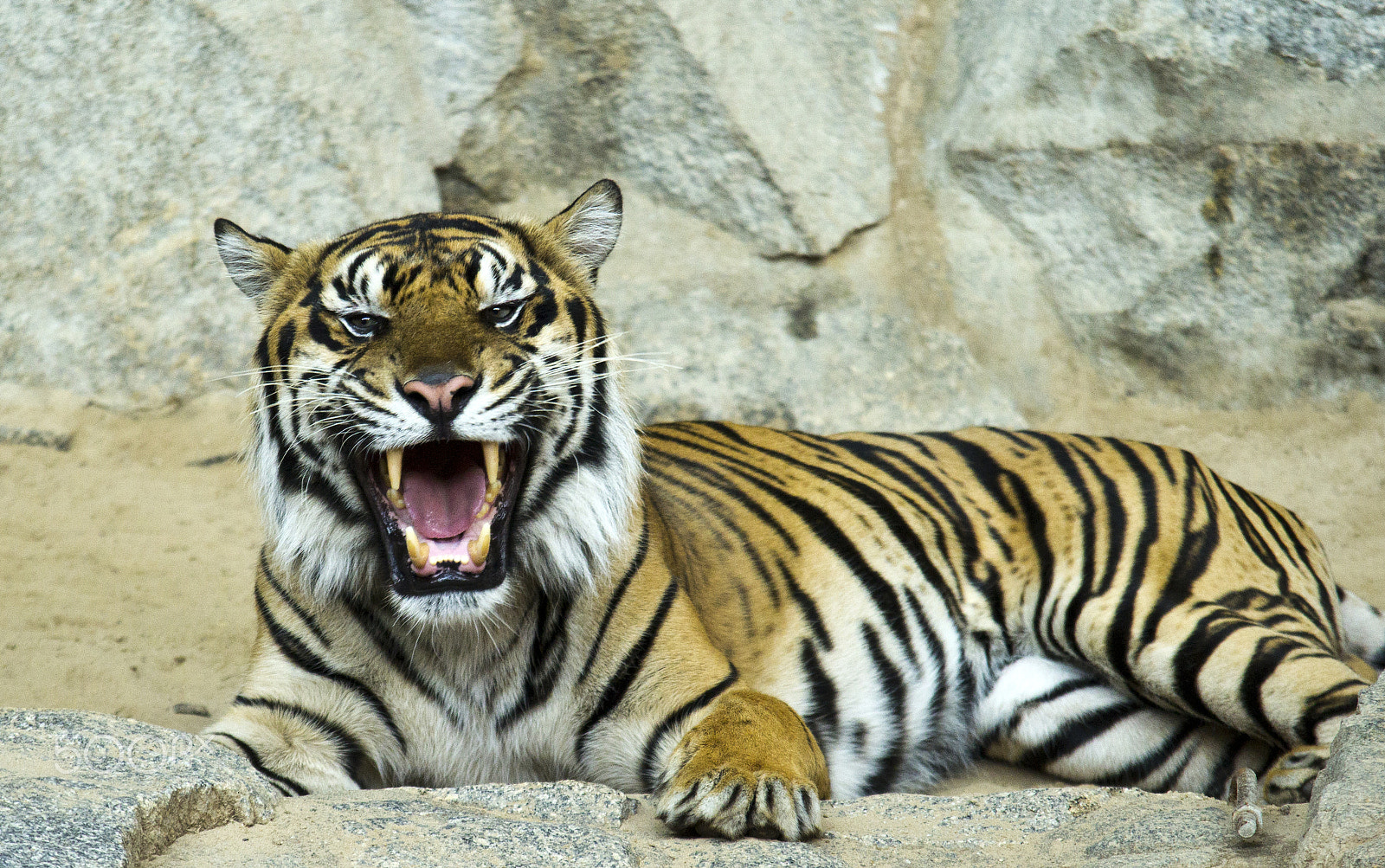Canon EOS 60D + Sigma 100-300mm f/4 sample photo. In the eye of the tiger photography