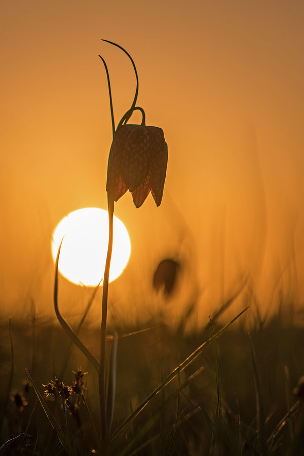 Sony a6300 + 90mm F2.8 Macro SSM sample photo. Kievitsbloempie photography