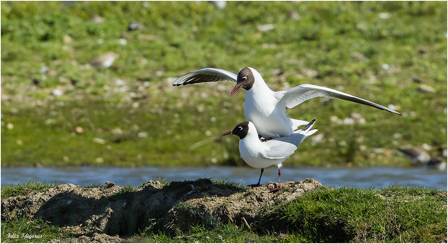 Canon EF 500mm F4L IS USM sample photo. Copulacion photography