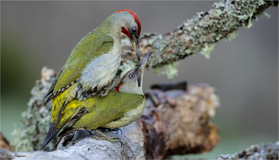 Canon EF 300mm F2.8L IS II USM sample photo. Copulacion photography