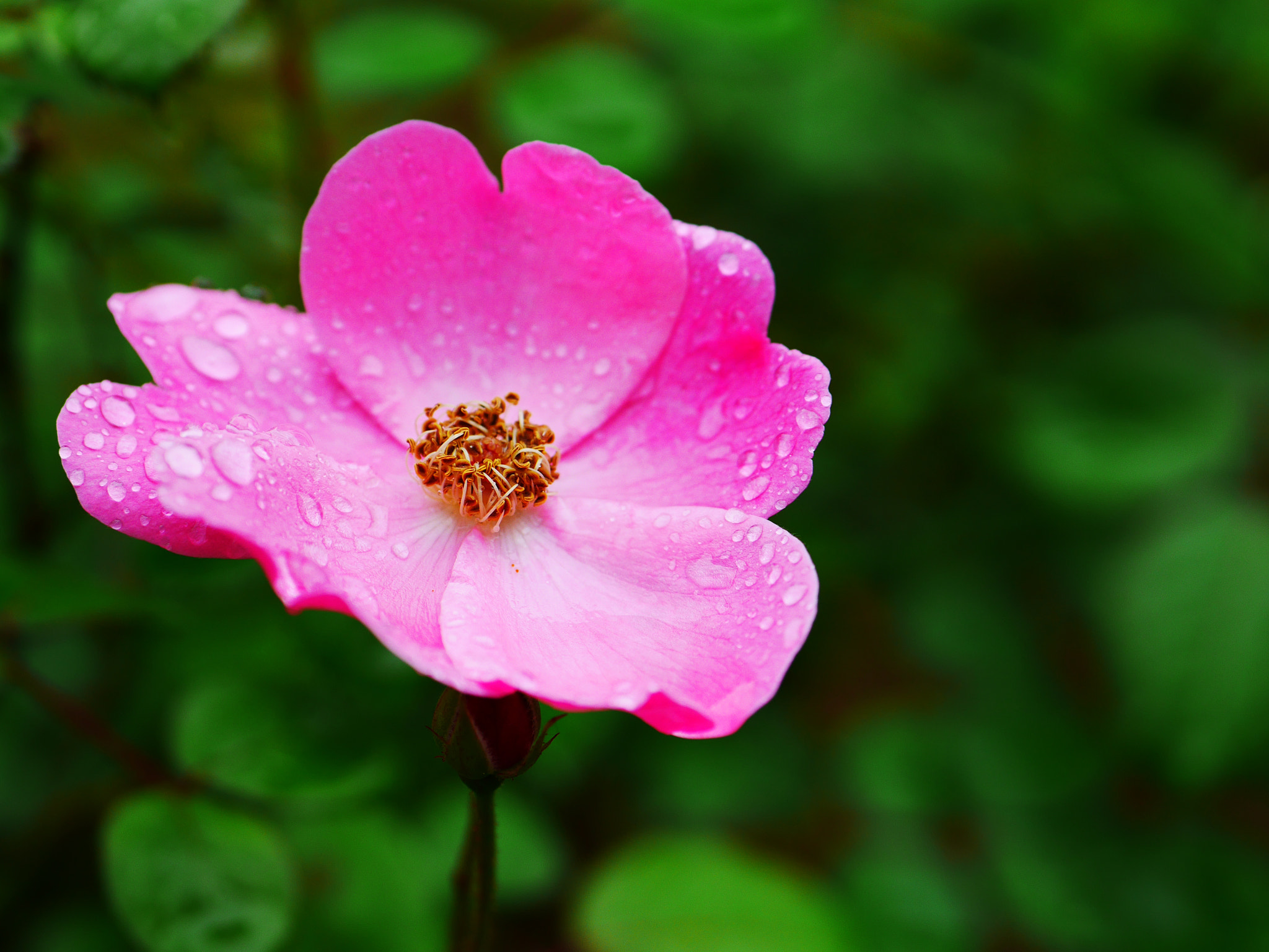 Panasonic DMC-GM1S sample photo. Beauty photography