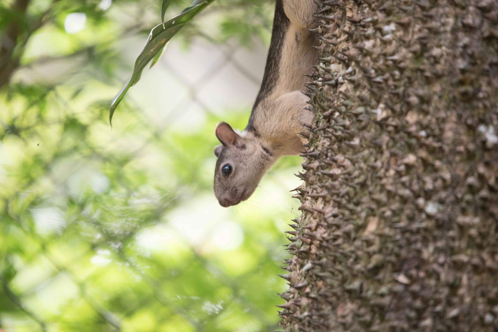 Sigma 120-400mm F4.5-5.6 DG OS HSM sample photo. Alb photography