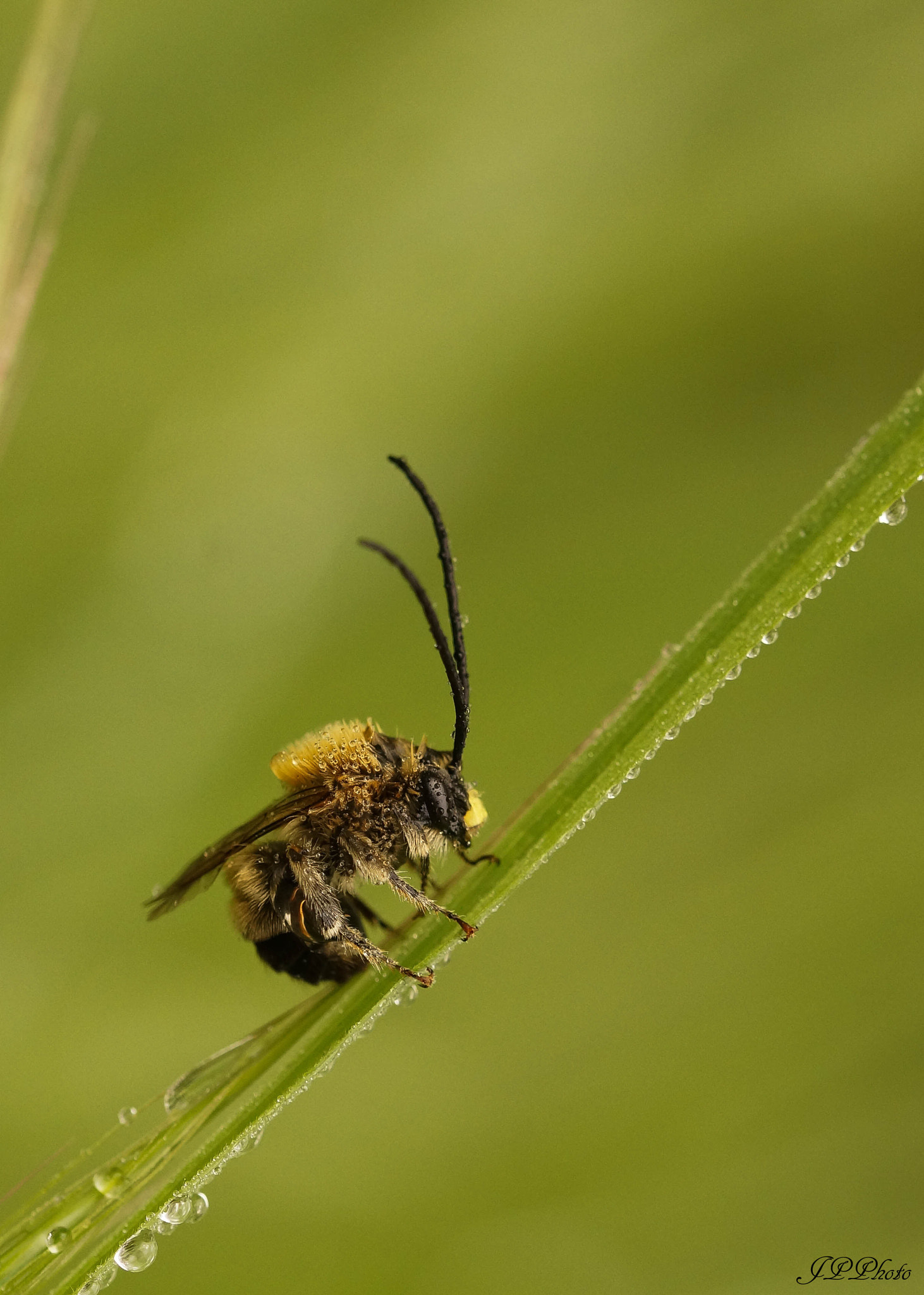 Sony SLT-A57 + 105mm F2.8 sample photo. Horned photography