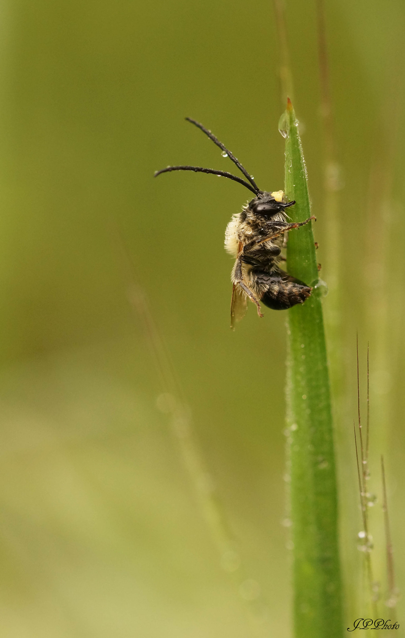 Sony SLT-A57 + 105mm F2.8 sample photo. Bee photography