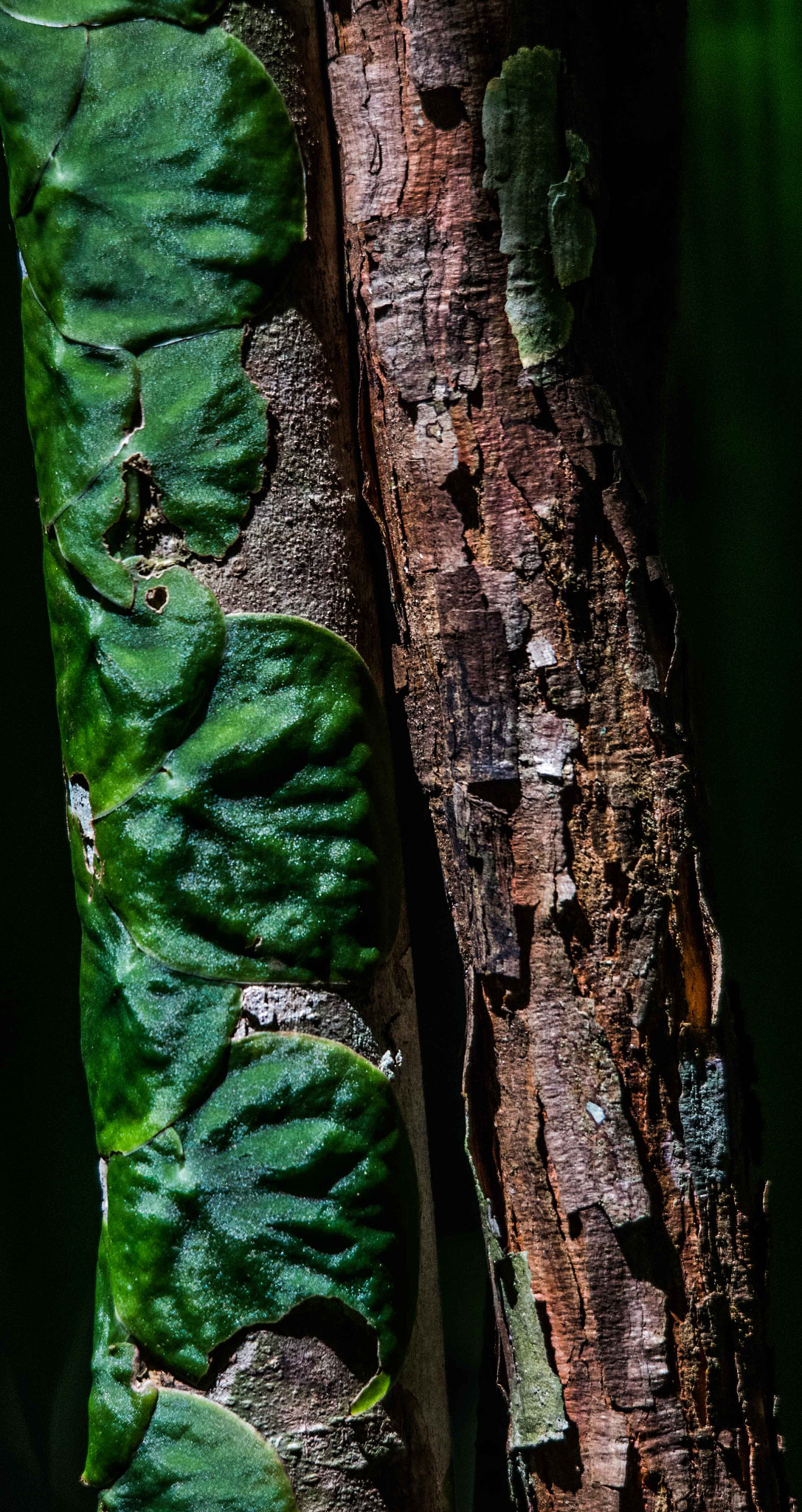 Sigma 120-400mm F4.5-5.6 DG OS HSM sample photo. Alb photography