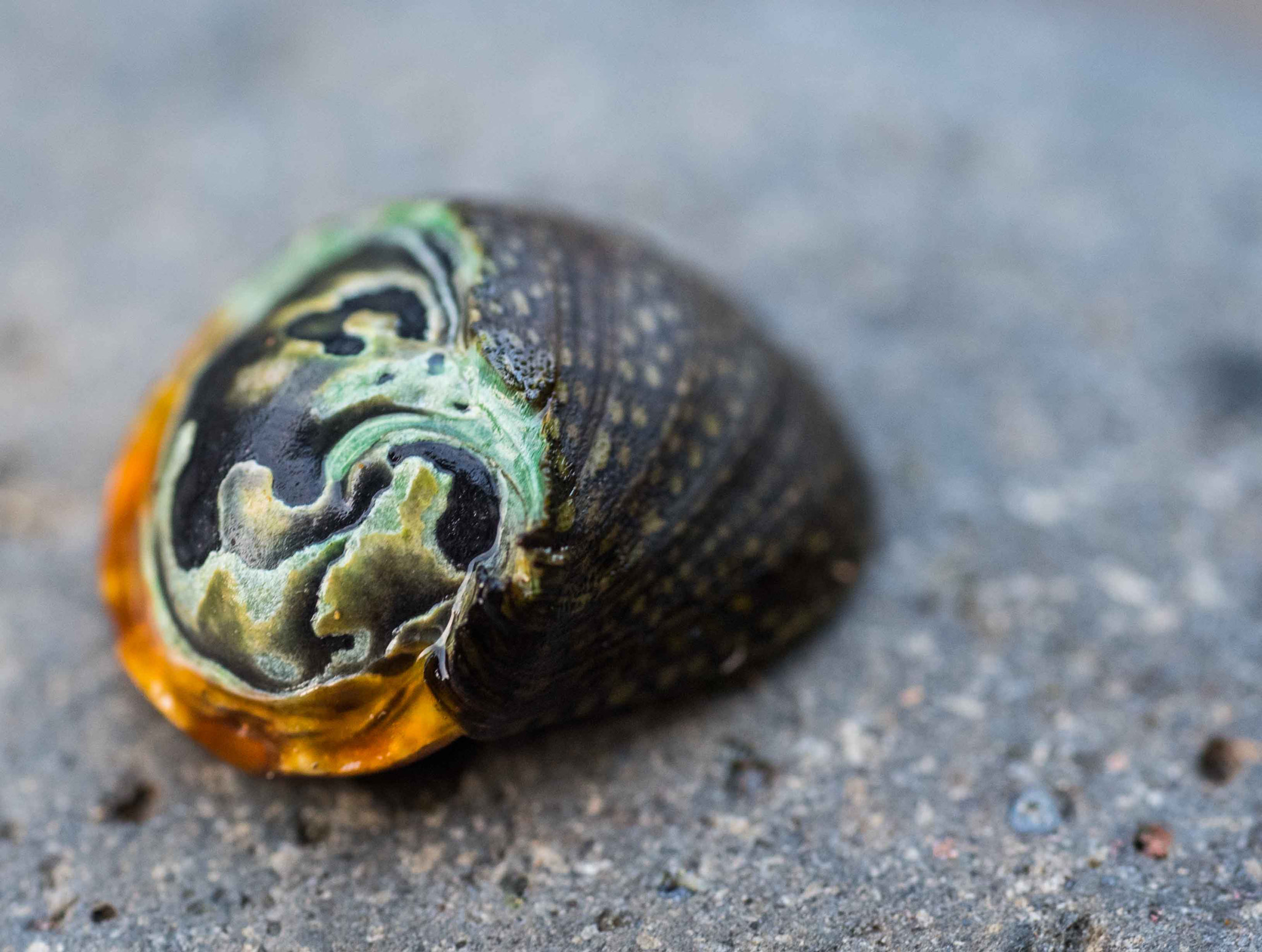 Sigma 70mm F2.8 EX DG Macro sample photo. Alb photography