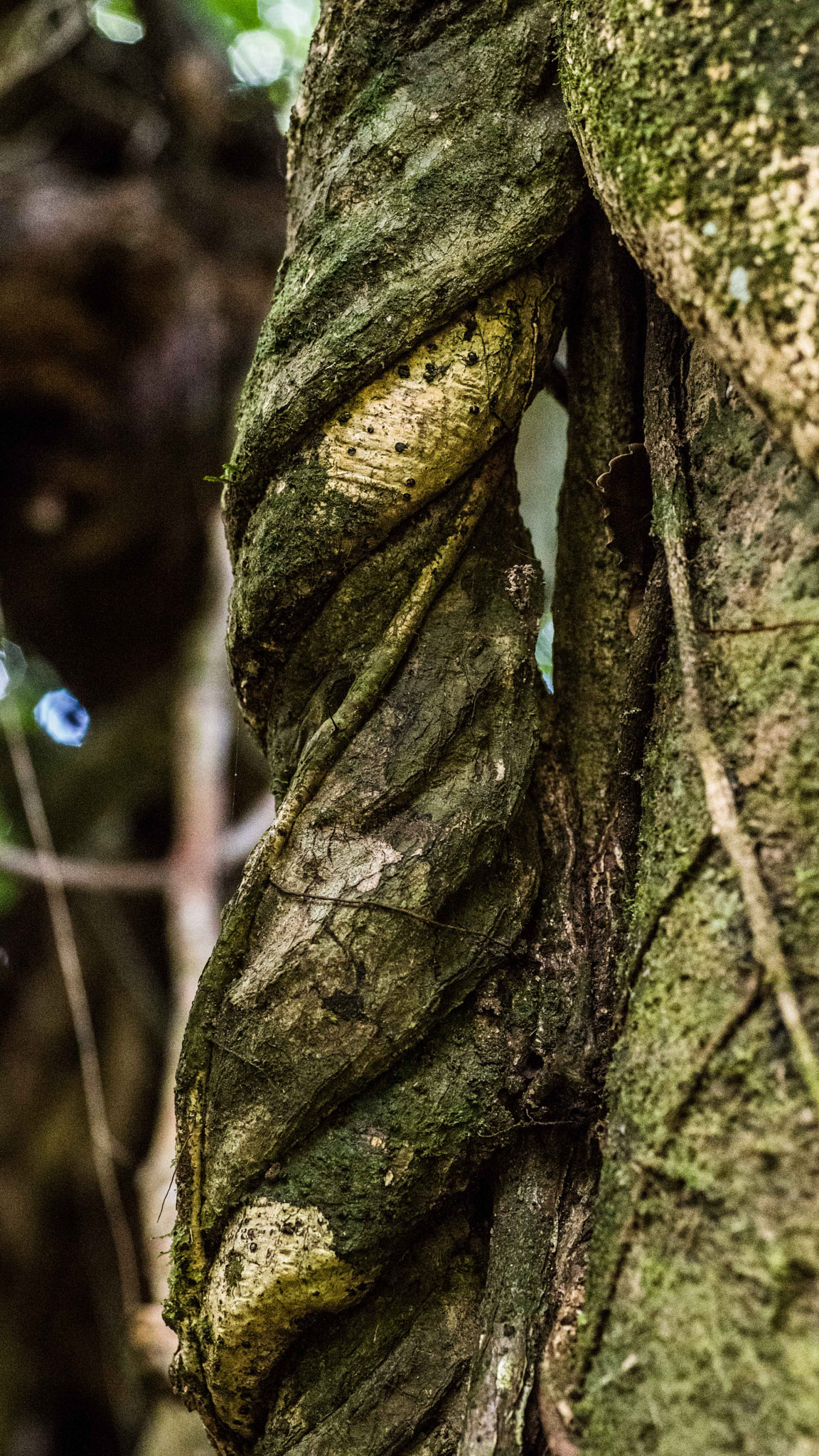 Sigma 70mm F2.8 EX DG Macro sample photo. Alb photography