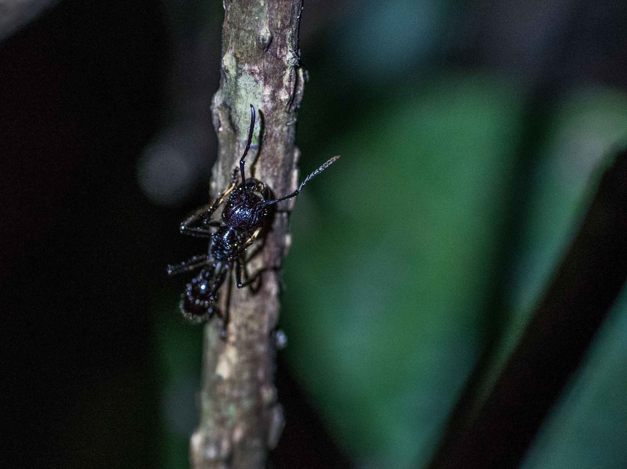 Sigma 70mm F2.8 EX DG Macro sample photo. Alb photography