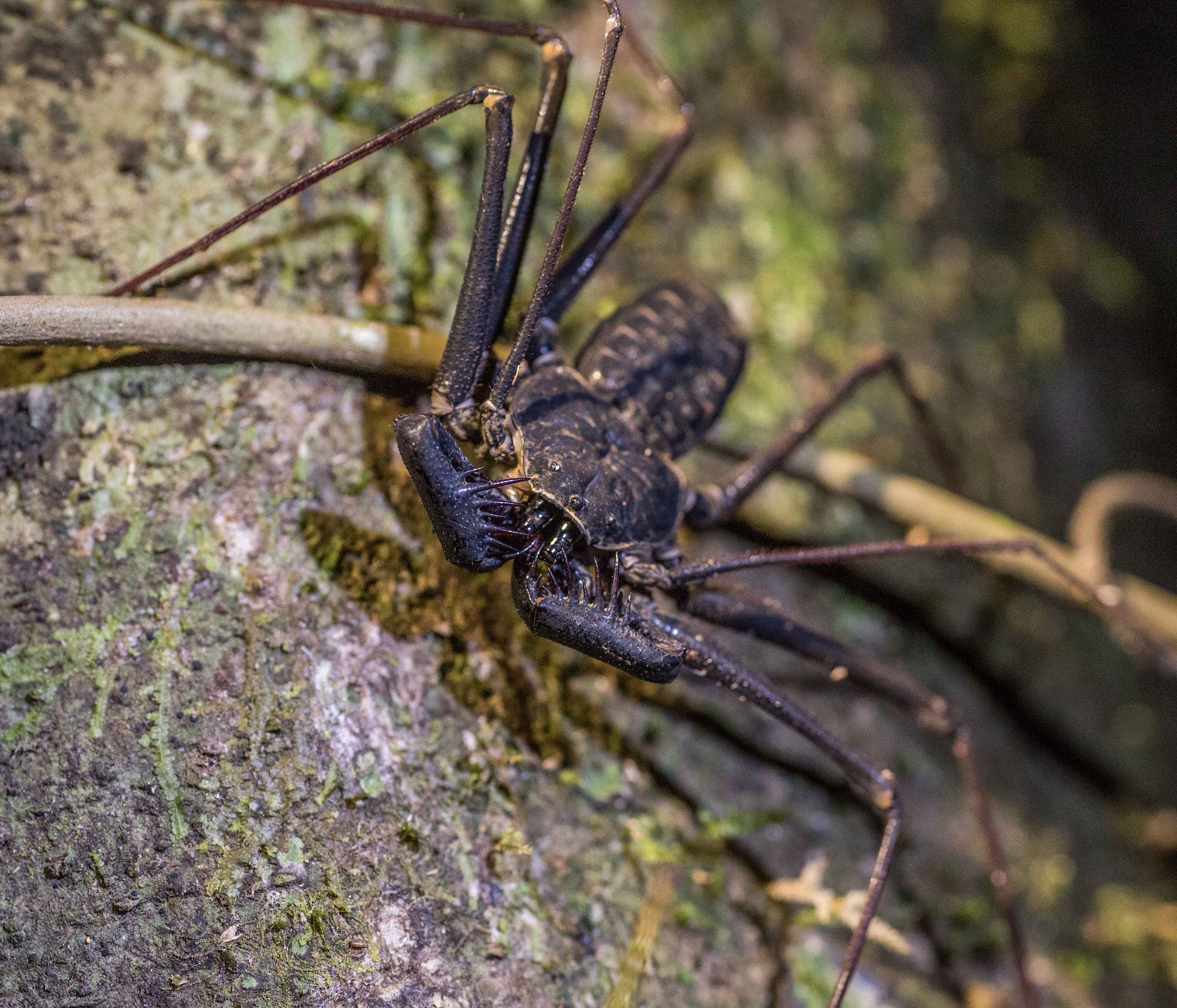 Sigma 70mm F2.8 EX DG Macro sample photo. Alb photography