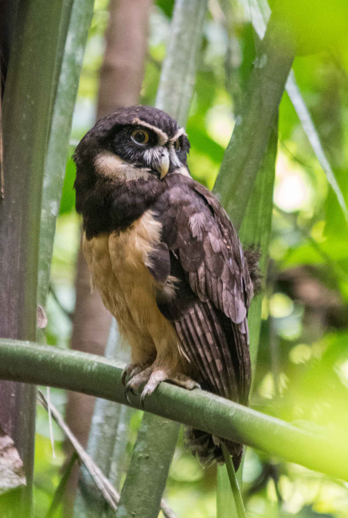 Sigma 120-400mm F4.5-5.6 DG OS HSM sample photo. Alb photography