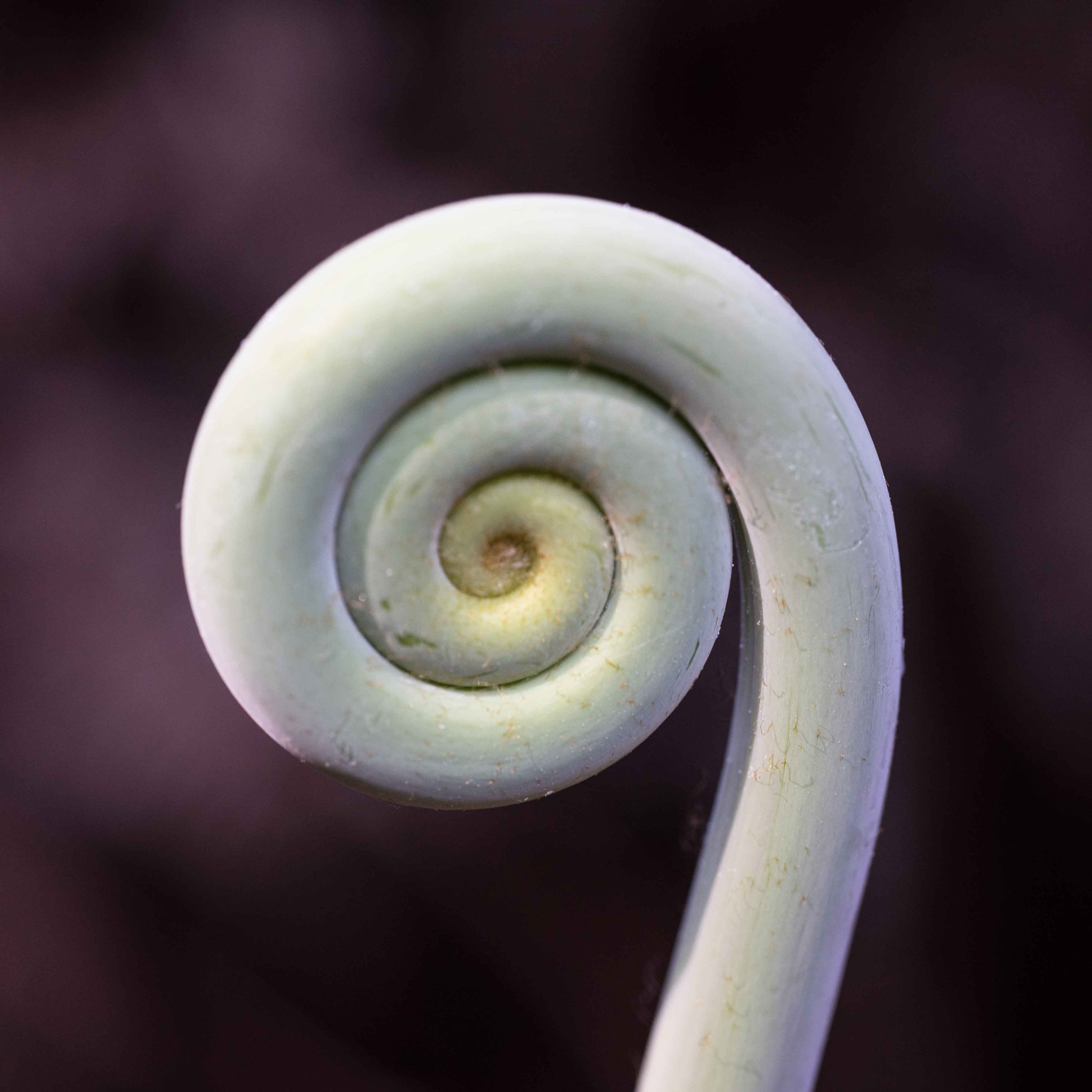 Sigma 70mm F2.8 EX DG Macro sample photo. Alb photography