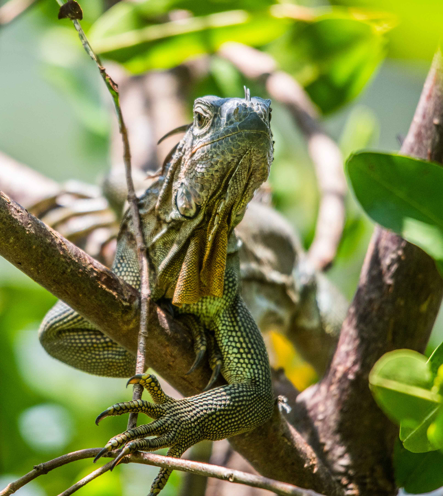 Sigma 120-400mm F4.5-5.6 DG OS HSM sample photo. Alb photography