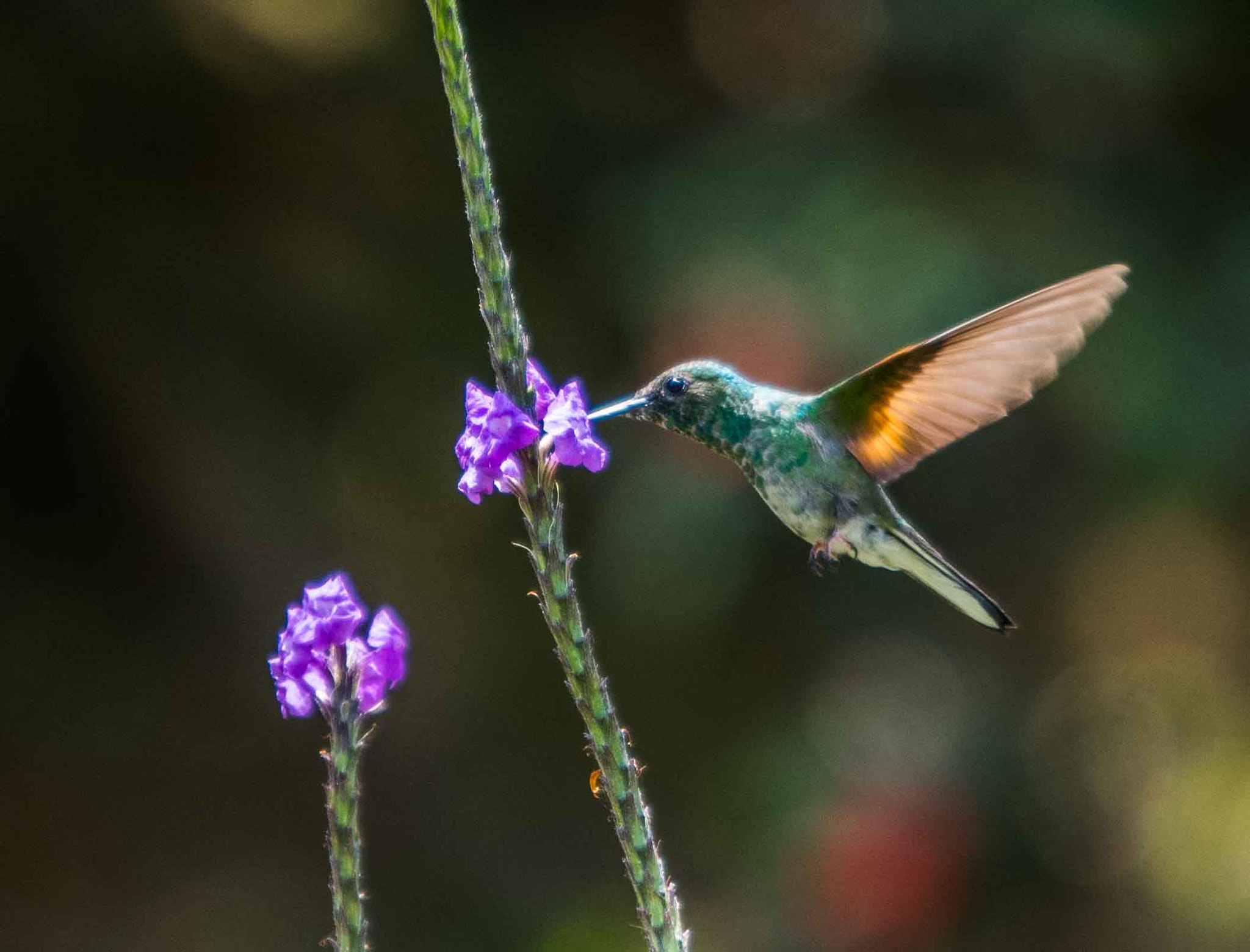 Sigma 120-400mm F4.5-5.6 DG OS HSM sample photo. Alb photography